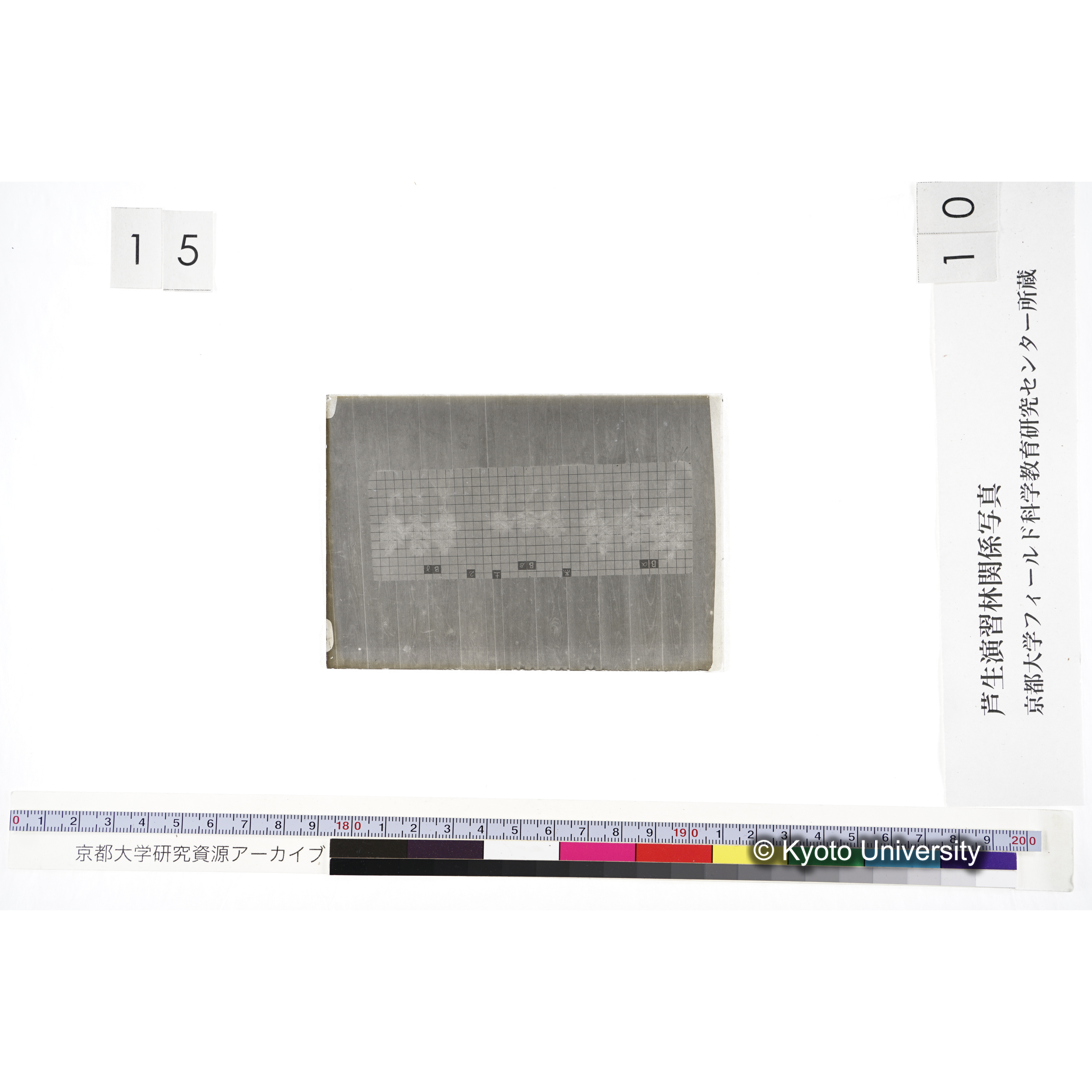 〔発芽と根 9本の比較 黒土2 の Bα Bβ Bγ 〕 (3)