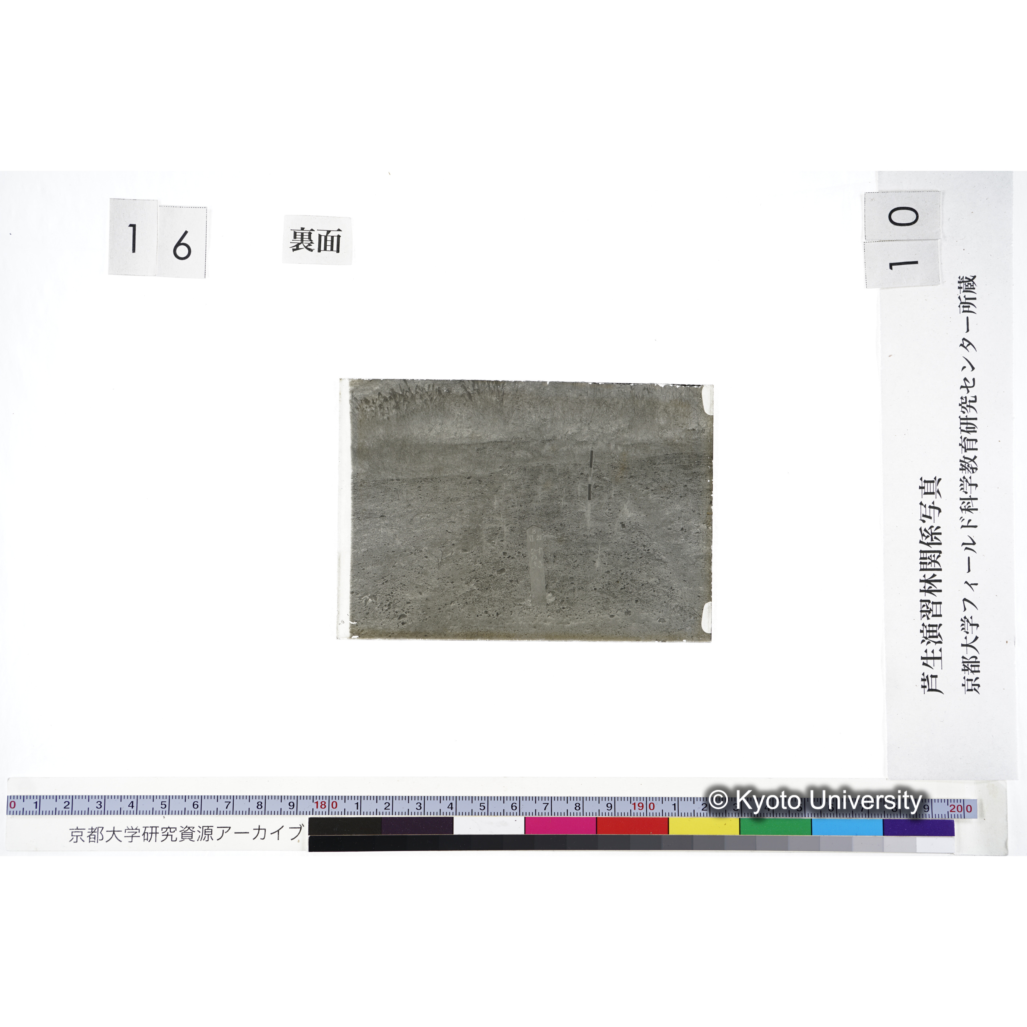 〔苗畑 標識「B XI-22 すぎ ひのき」〕 (2)