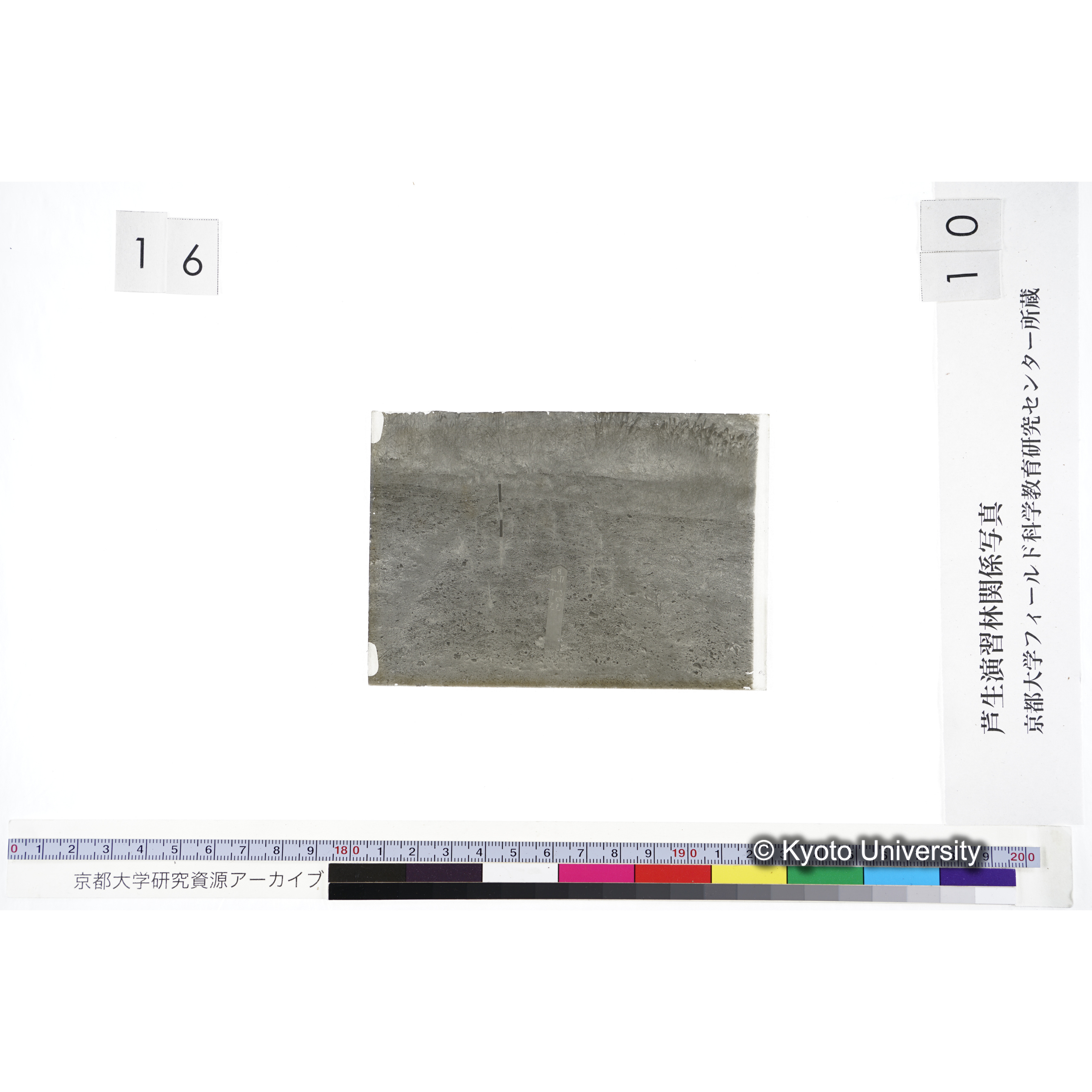 〔苗畑 標識「B XI-22 すぎ ひのき」〕 (3)