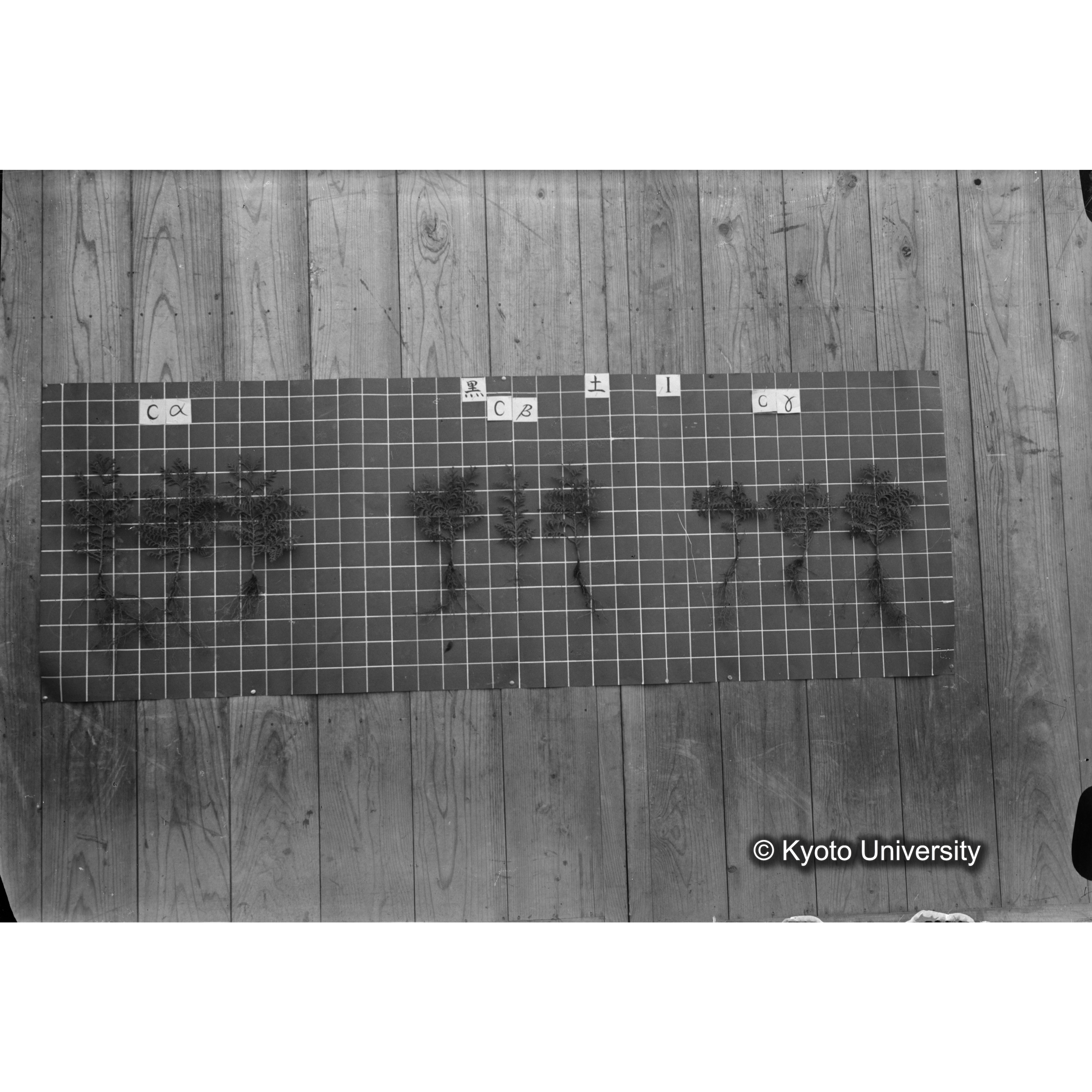 〔発芽と根 9本の比較 黒土1 の Cα Cβ Cγ 〕 (1)