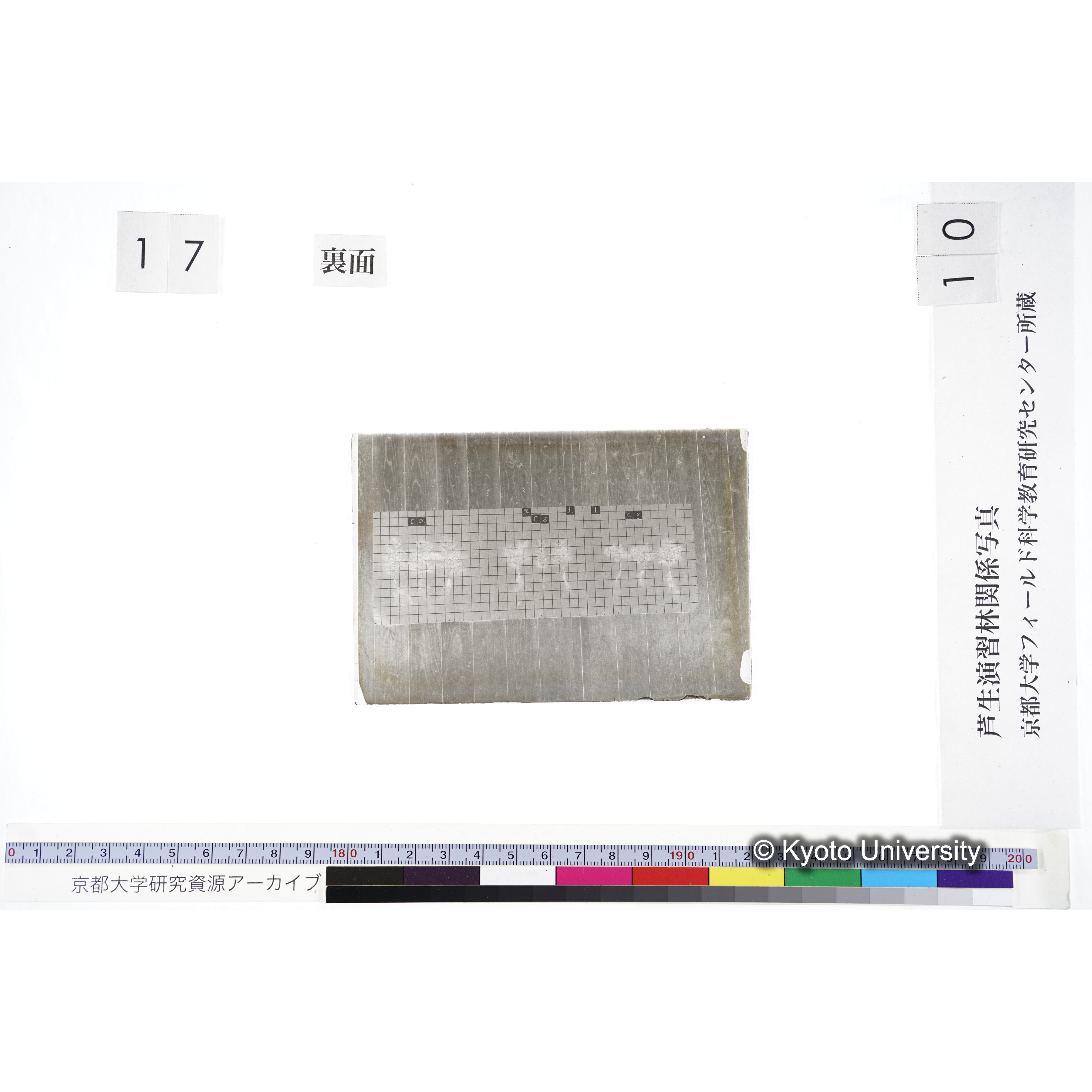 〔発芽と根 9本の比較 黒土1 の Cα Cβ Cγ 〕 (2)