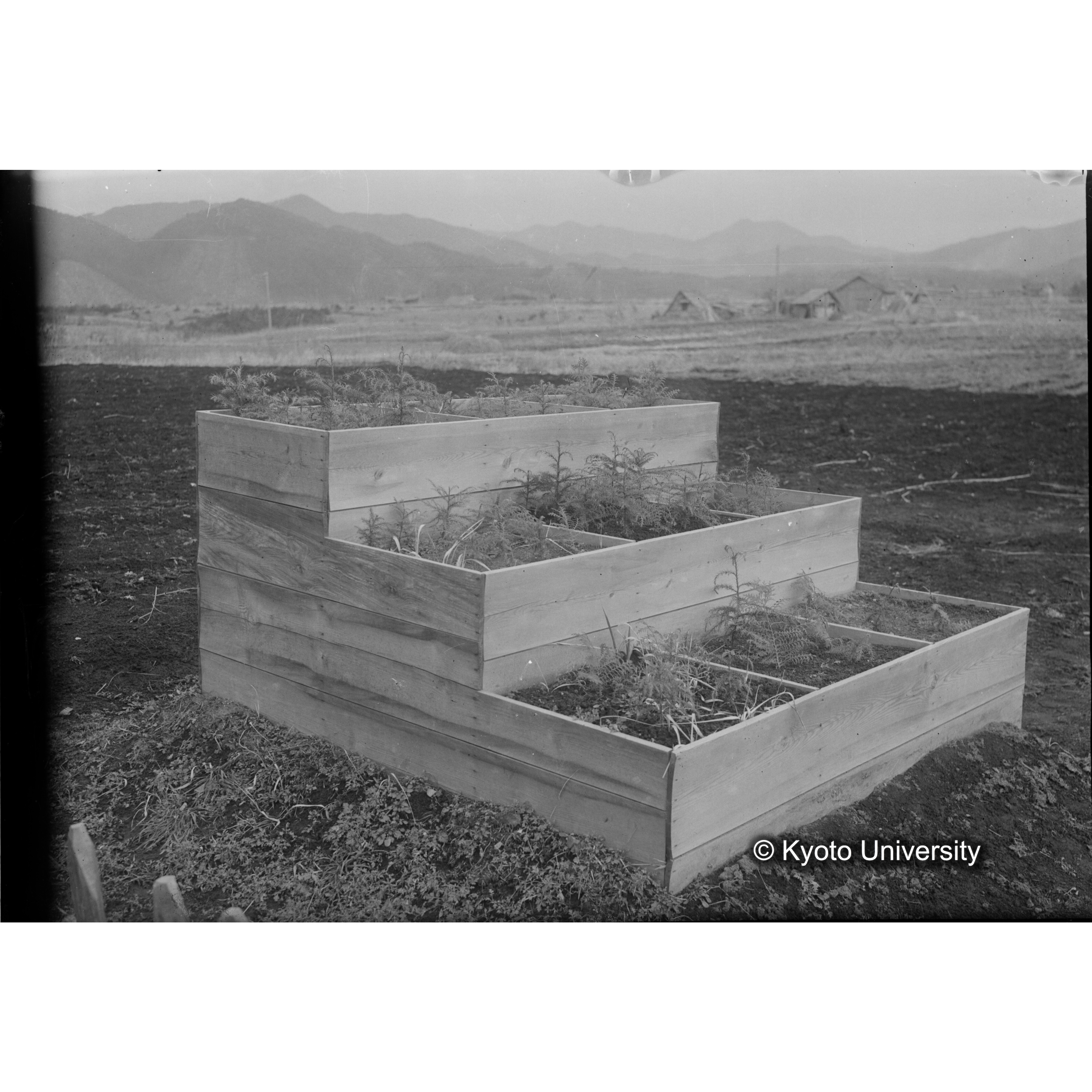 〔苗畑 区画分けされた3段に植えられた苗〕 (1)