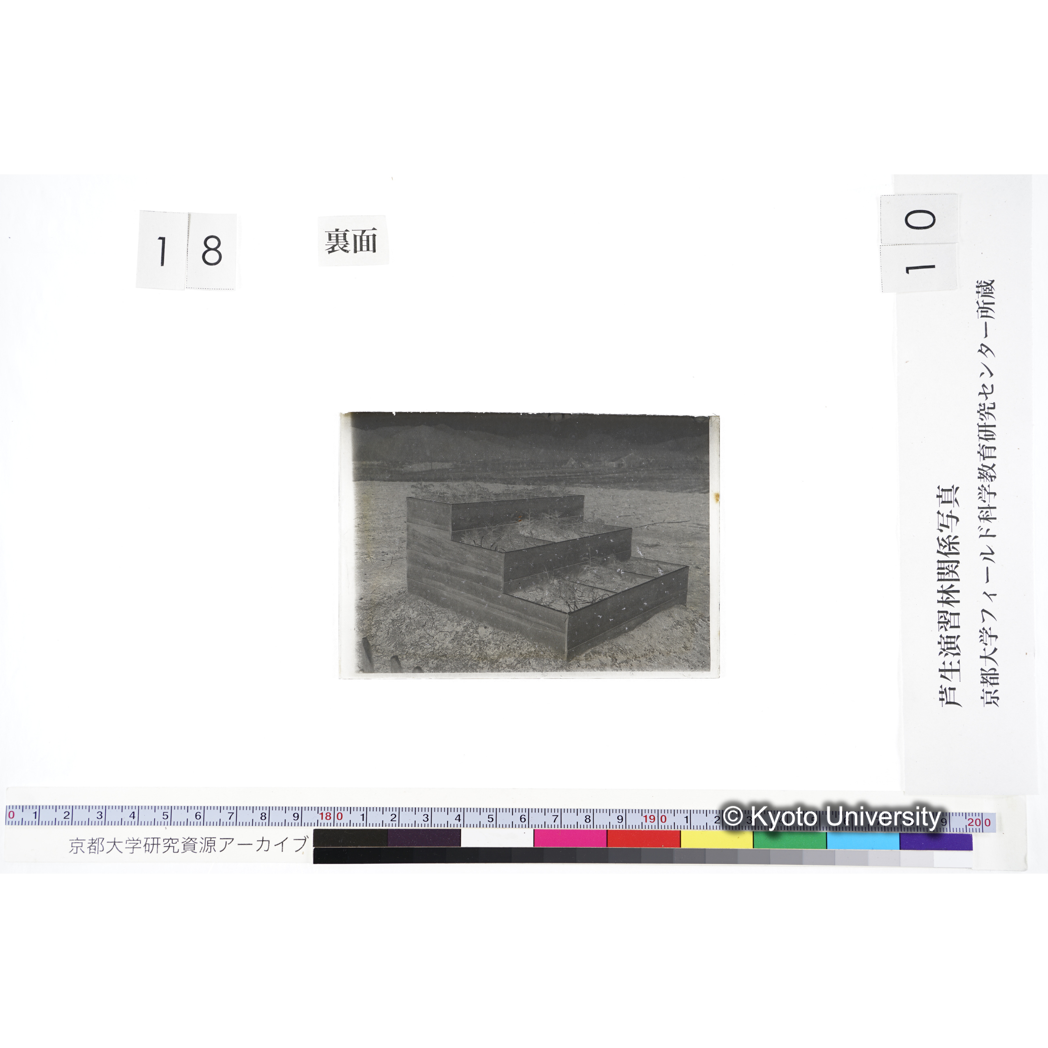 〔苗畑 区画分けされた3段に植えられた苗〕 (2)