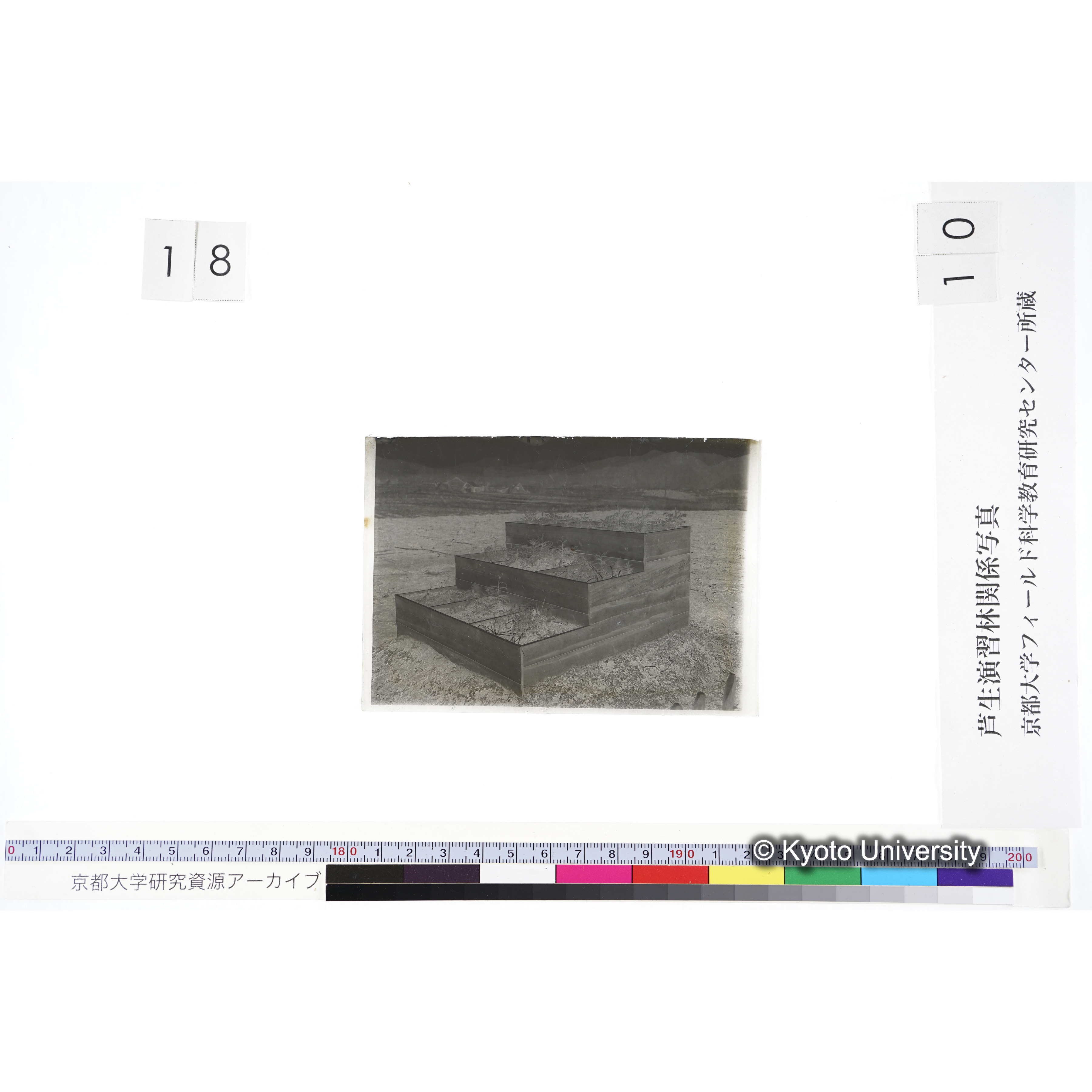 〔苗畑 区画分けされた3段に植えられた苗〕 (3)