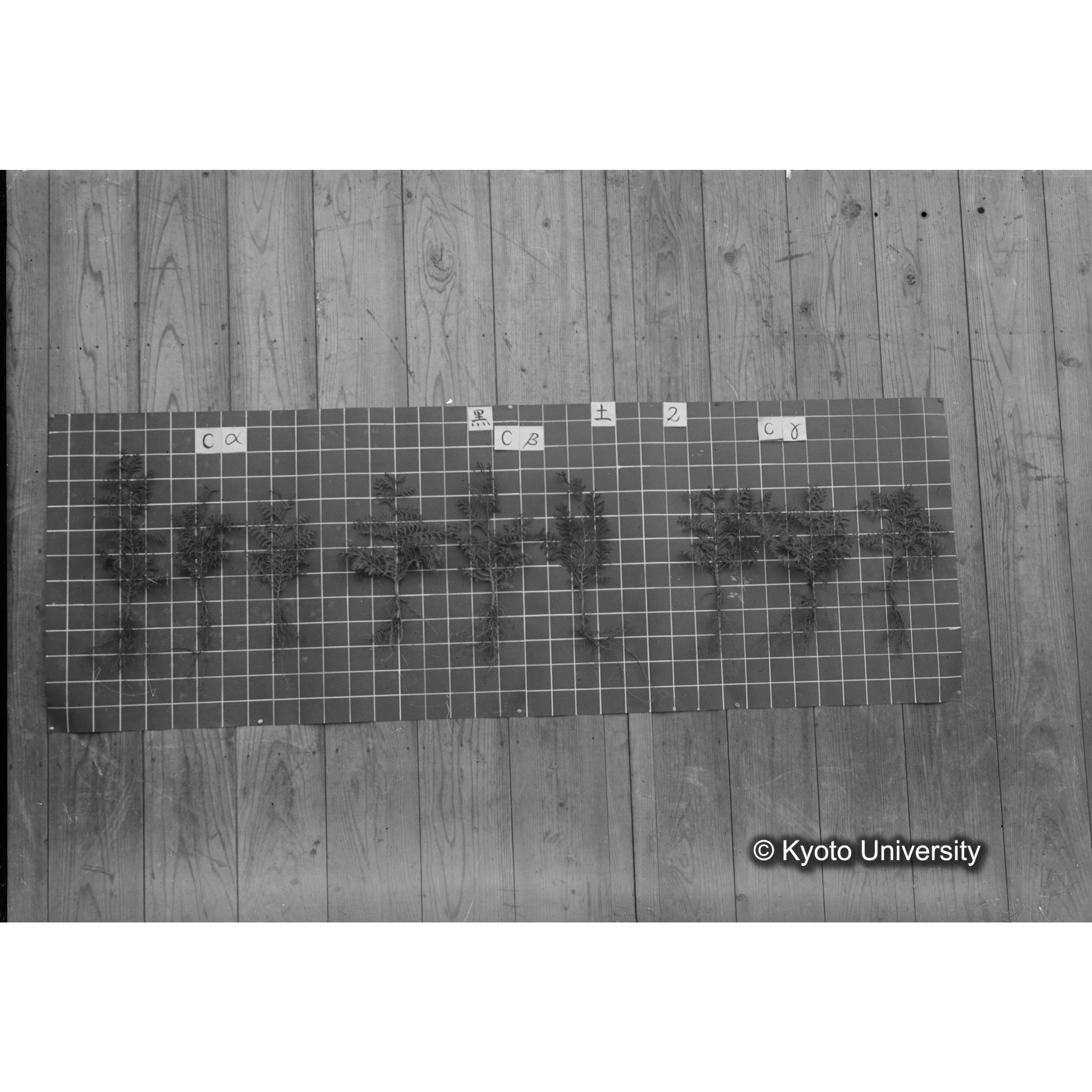 〔発芽と根 9本の比較 黒土2 の Cα Cβ Cγ 〕 (1)