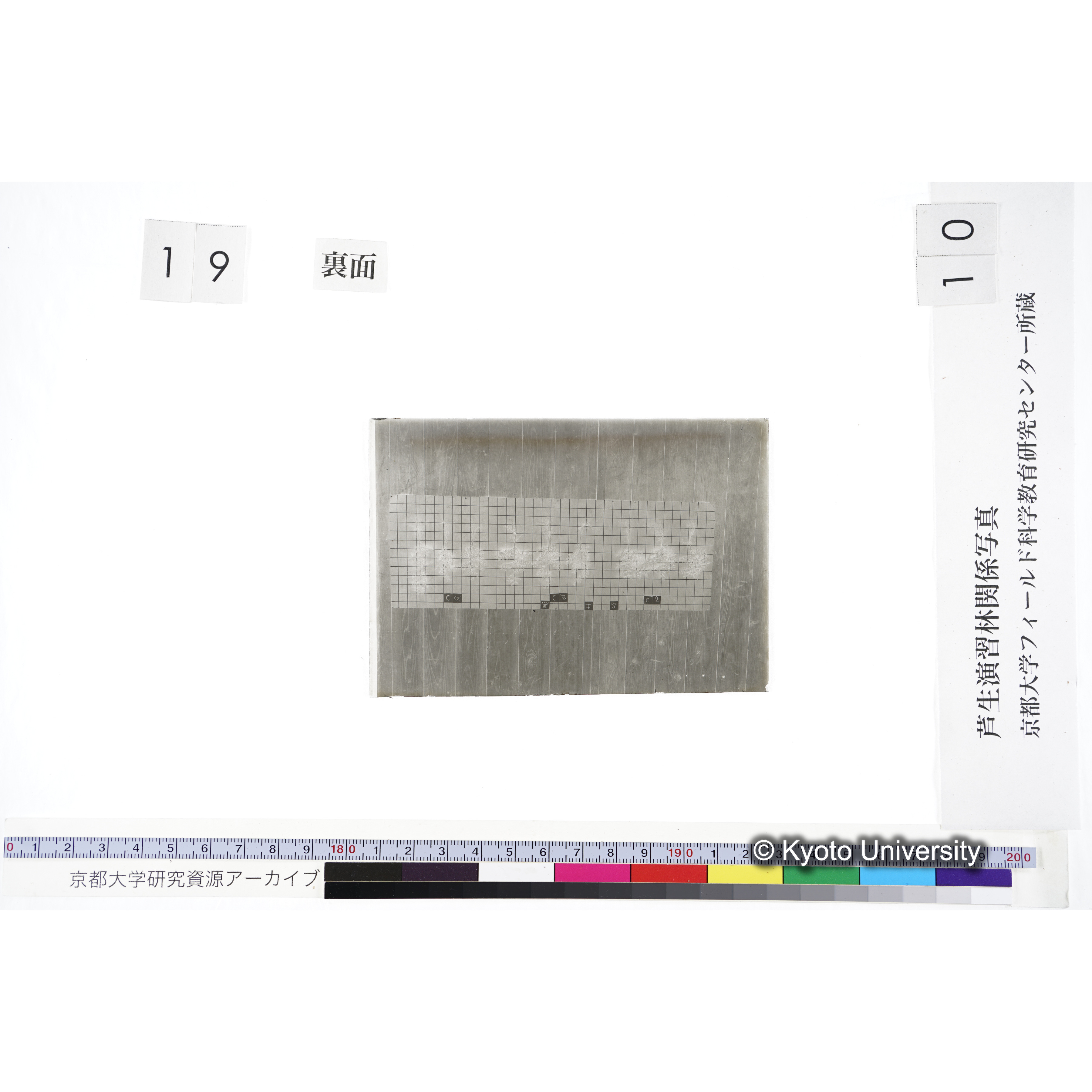 〔発芽と根 9本の比較 黒土2 の Cα Cβ Cγ 〕 (2)