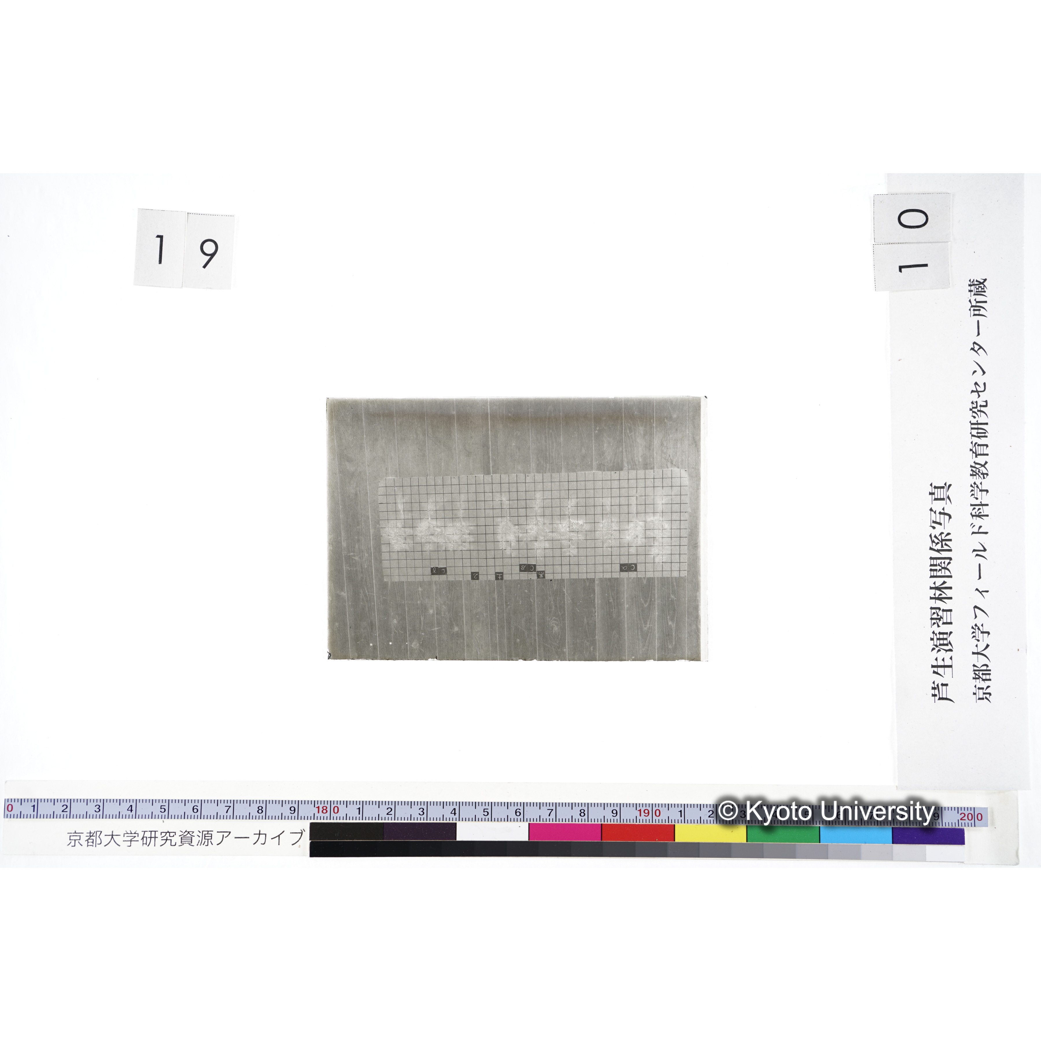 〔発芽と根 9本の比較 黒土2 の Cα Cβ Cγ 〕 (3)