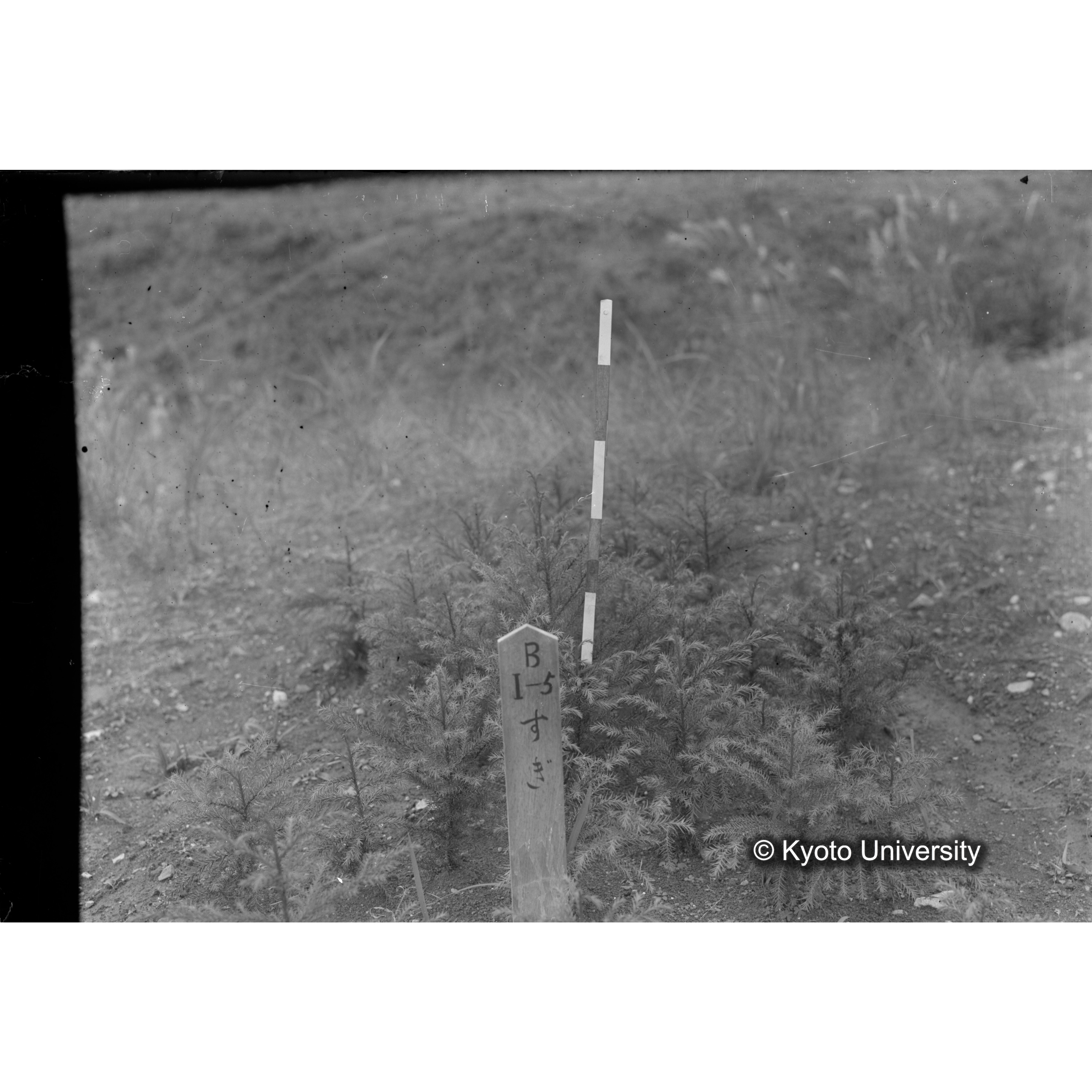 〔苗畑 標識「B I-5 すぎ」〕 (1)