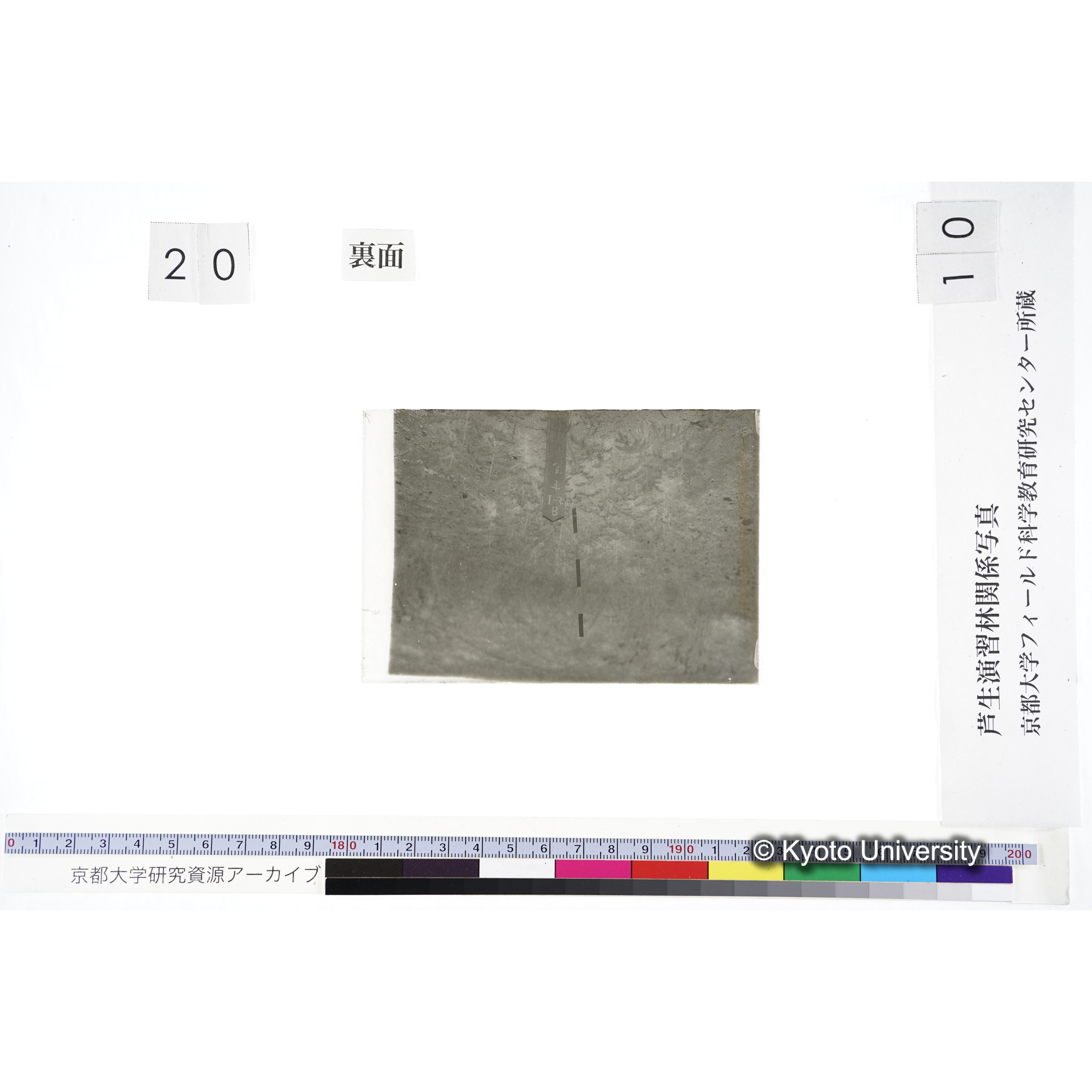 〔苗畑 標識「B I-5 すぎ」〕 (2)