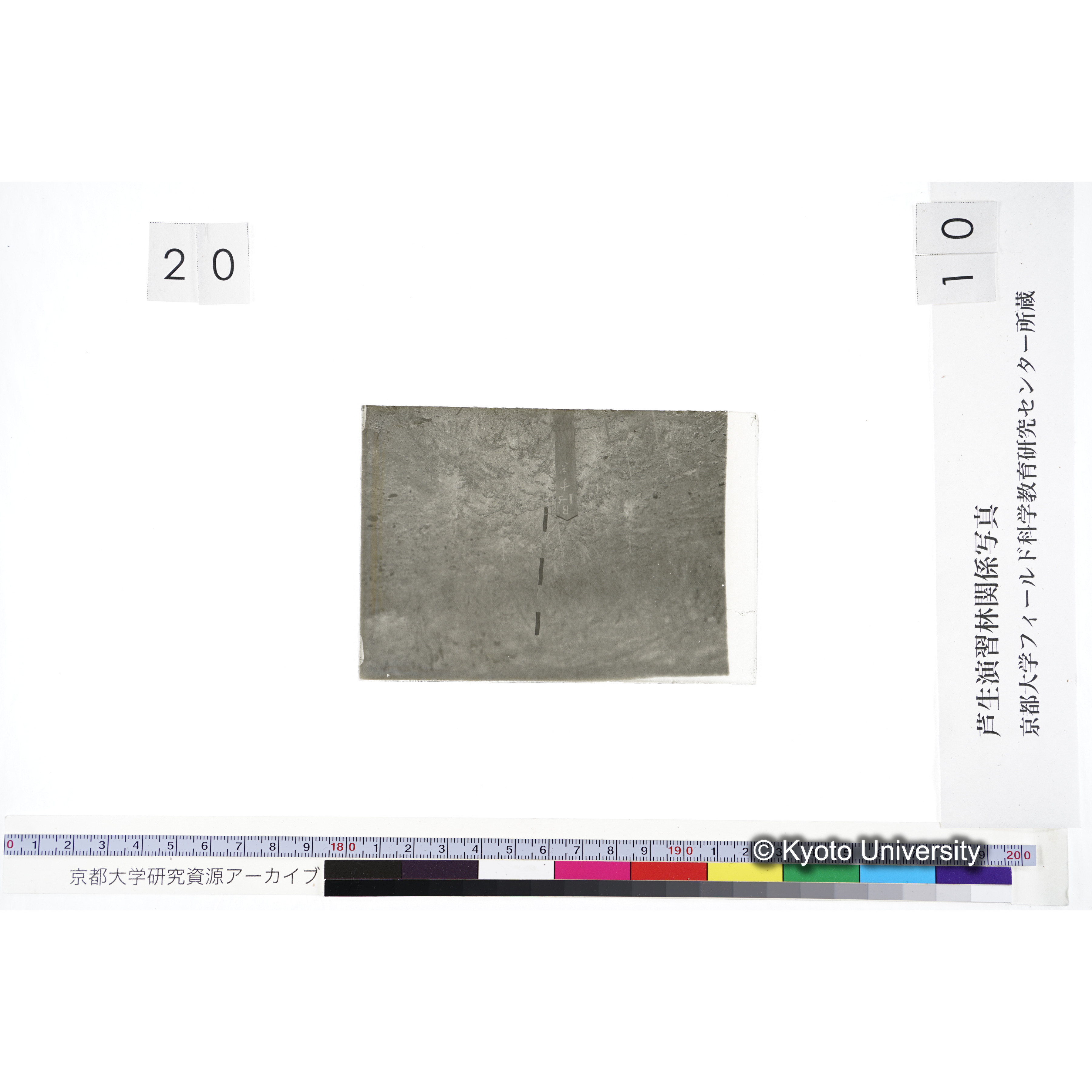 〔苗畑 標識「B I-5 すぎ」〕 (3)