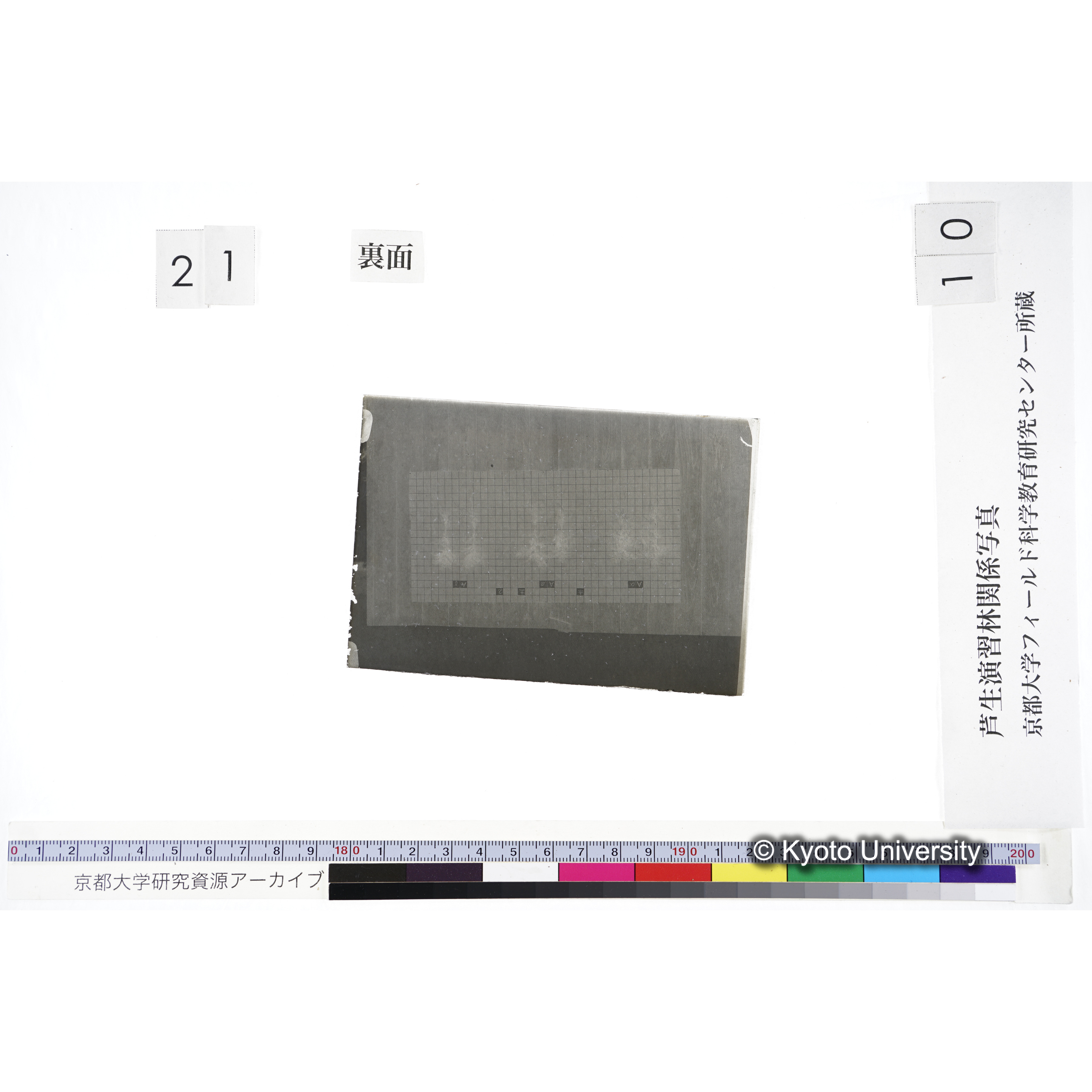 〔発芽と根 6本の比較 赤土2 の Aα Aβ Aγ 〕 (2)