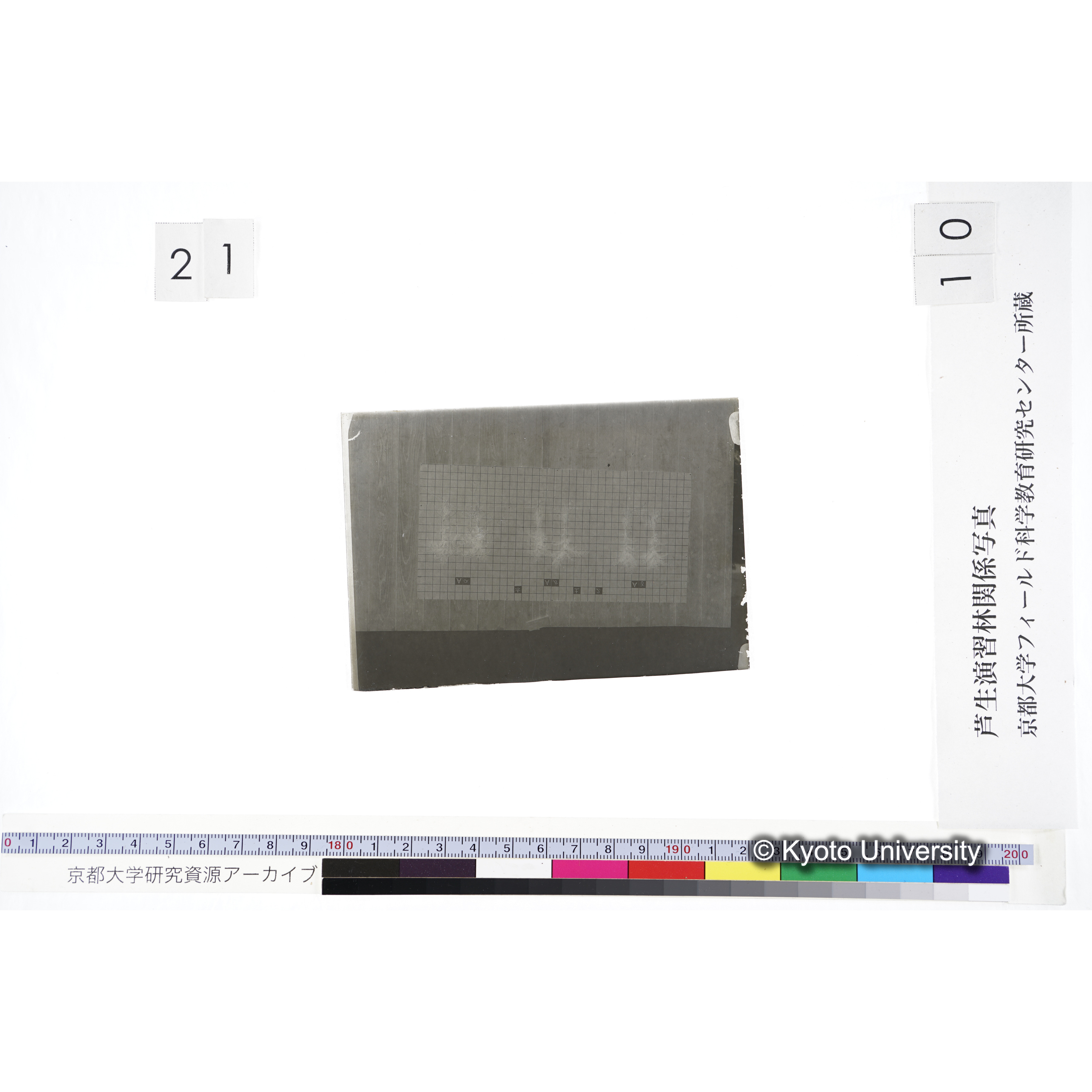 〔発芽と根 6本の比較 赤土2 の Aα Aβ Aγ 〕 (3)