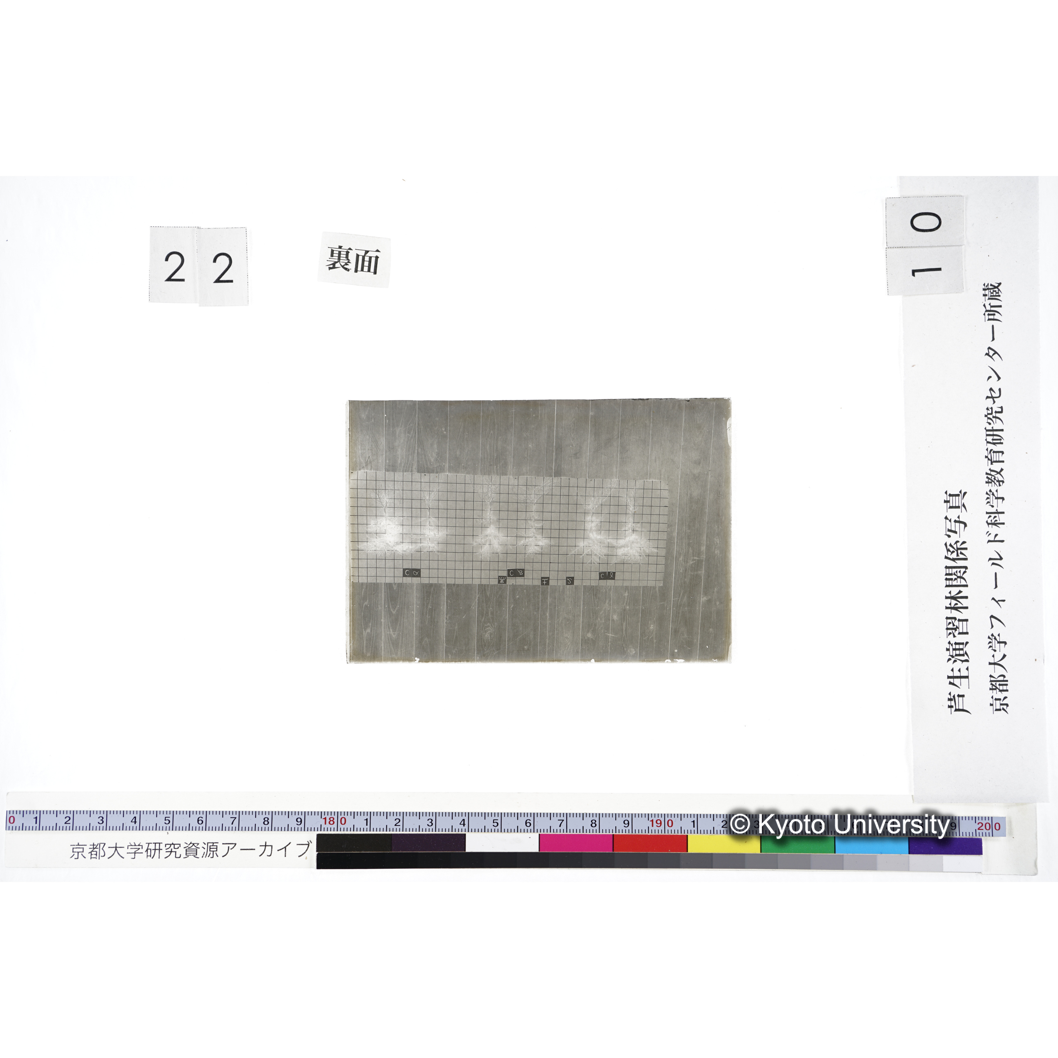 〔発芽と根 6本の比較 黒土2 の Cα Cβ Cγ 〕 (2)