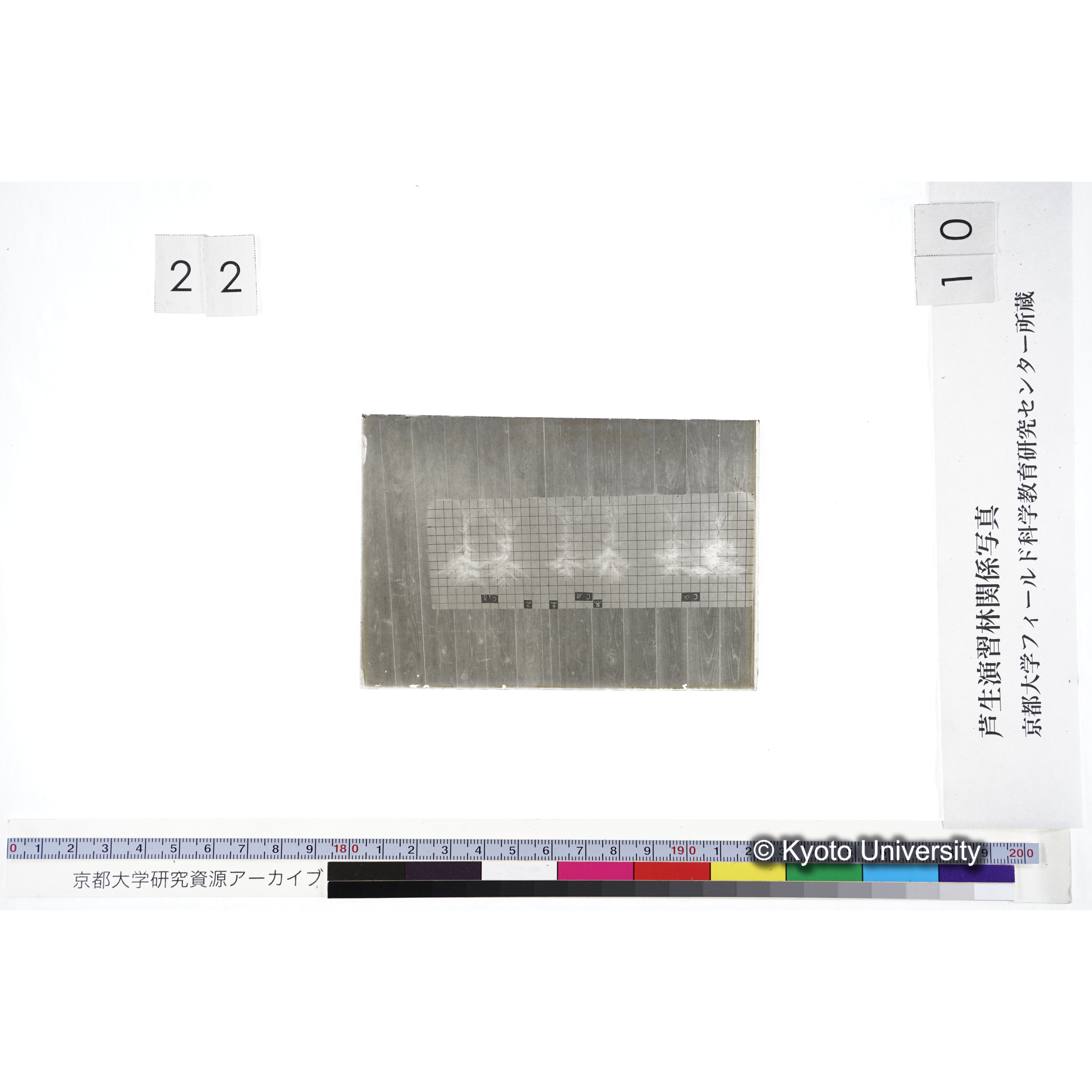 〔発芽と根 6本の比較 黒土2 の Cα Cβ Cγ 〕 (3)