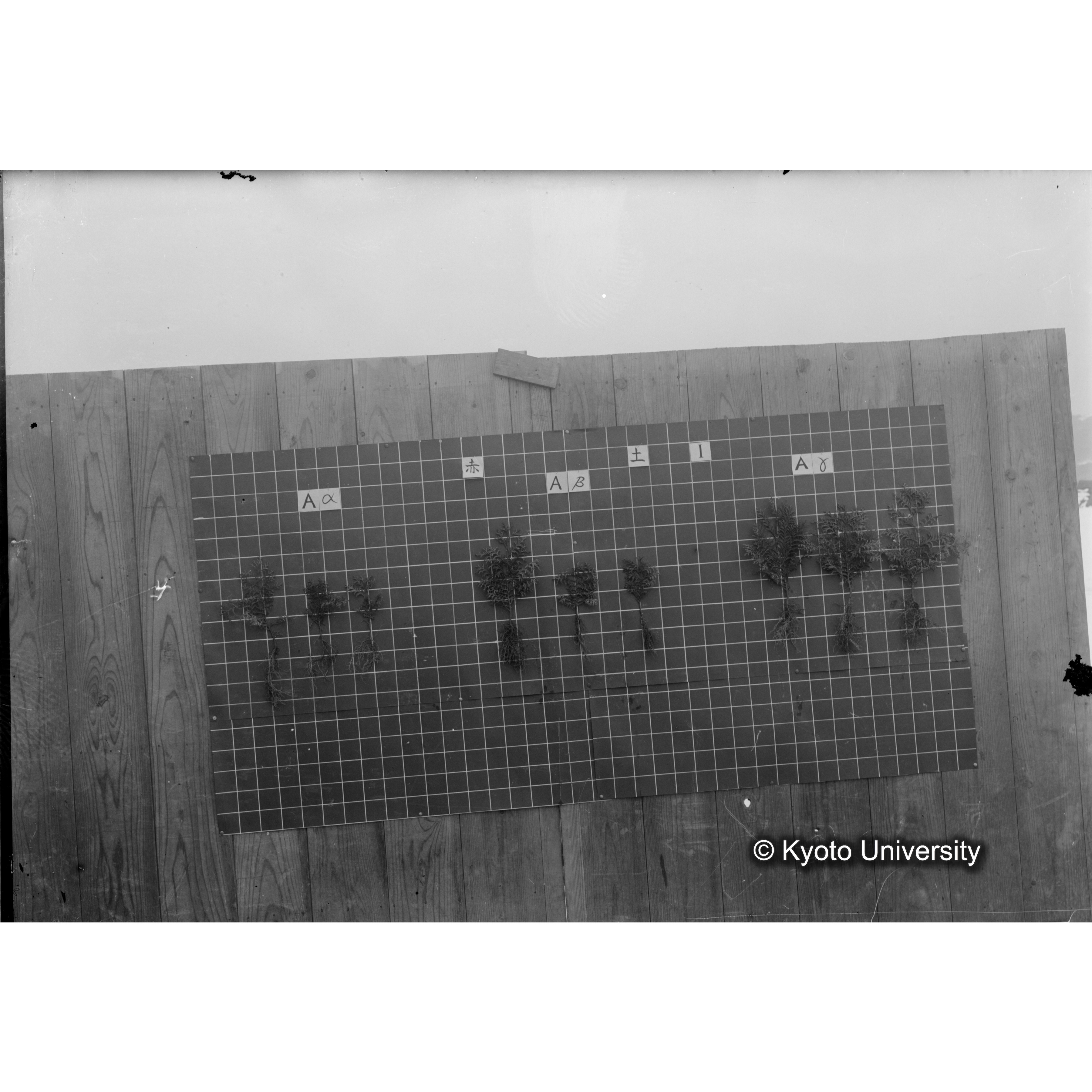 〔発芽と根 9本の比較 赤土1 の Aα Aβ Aγ 〕 (1)