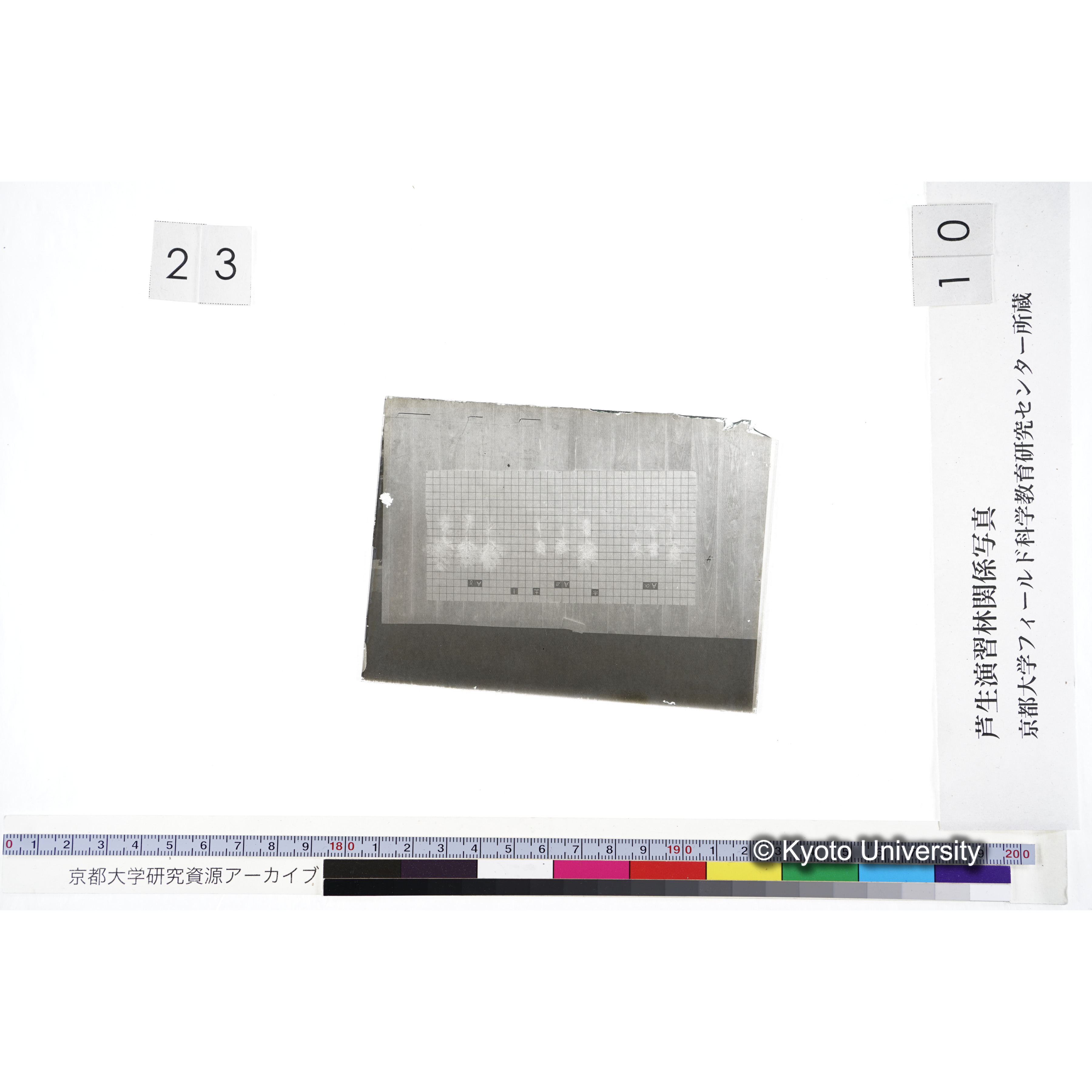 〔発芽と根 9本の比較 赤土1 の Aα Aβ Aγ 〕 (2)