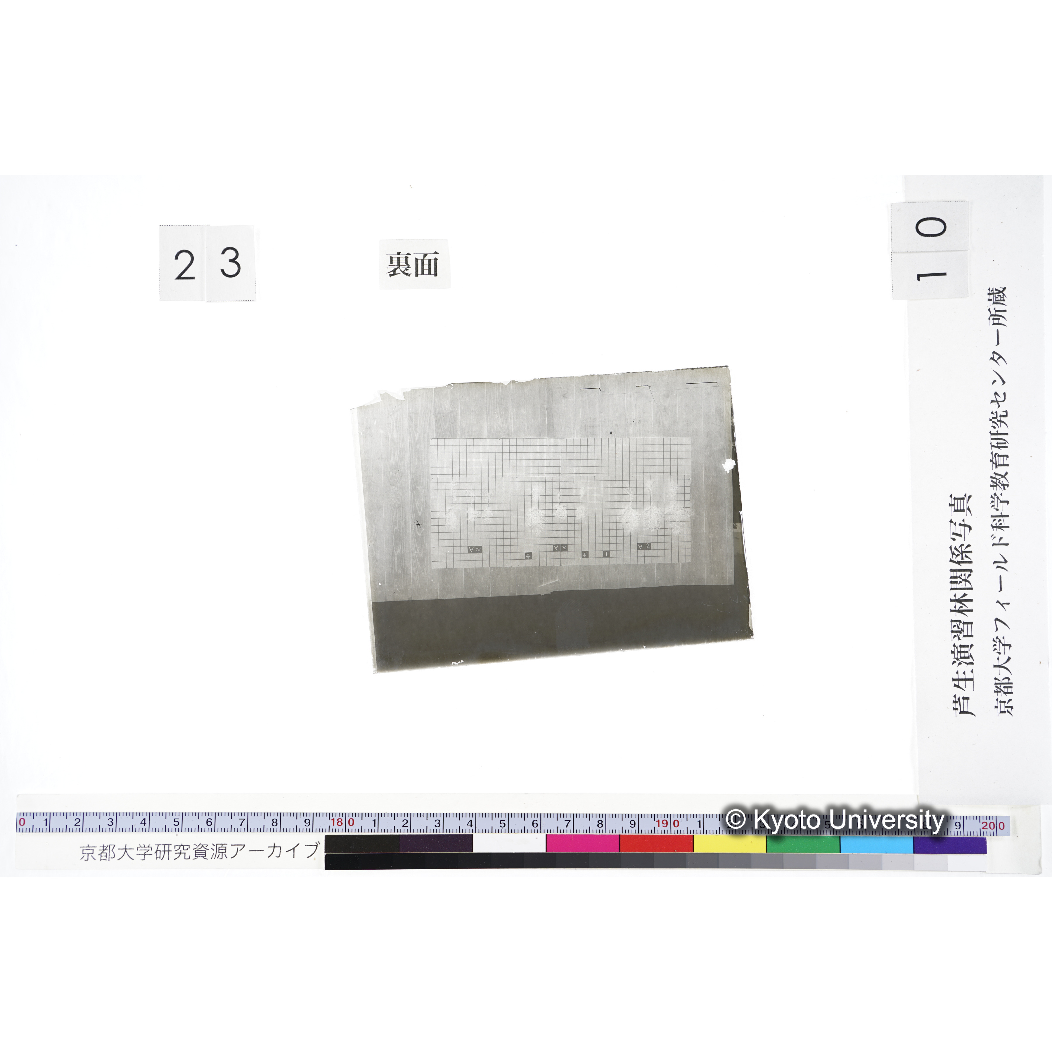 〔発芽と根 9本の比較 赤土1 の Aα Aβ Aγ 〕 (3)