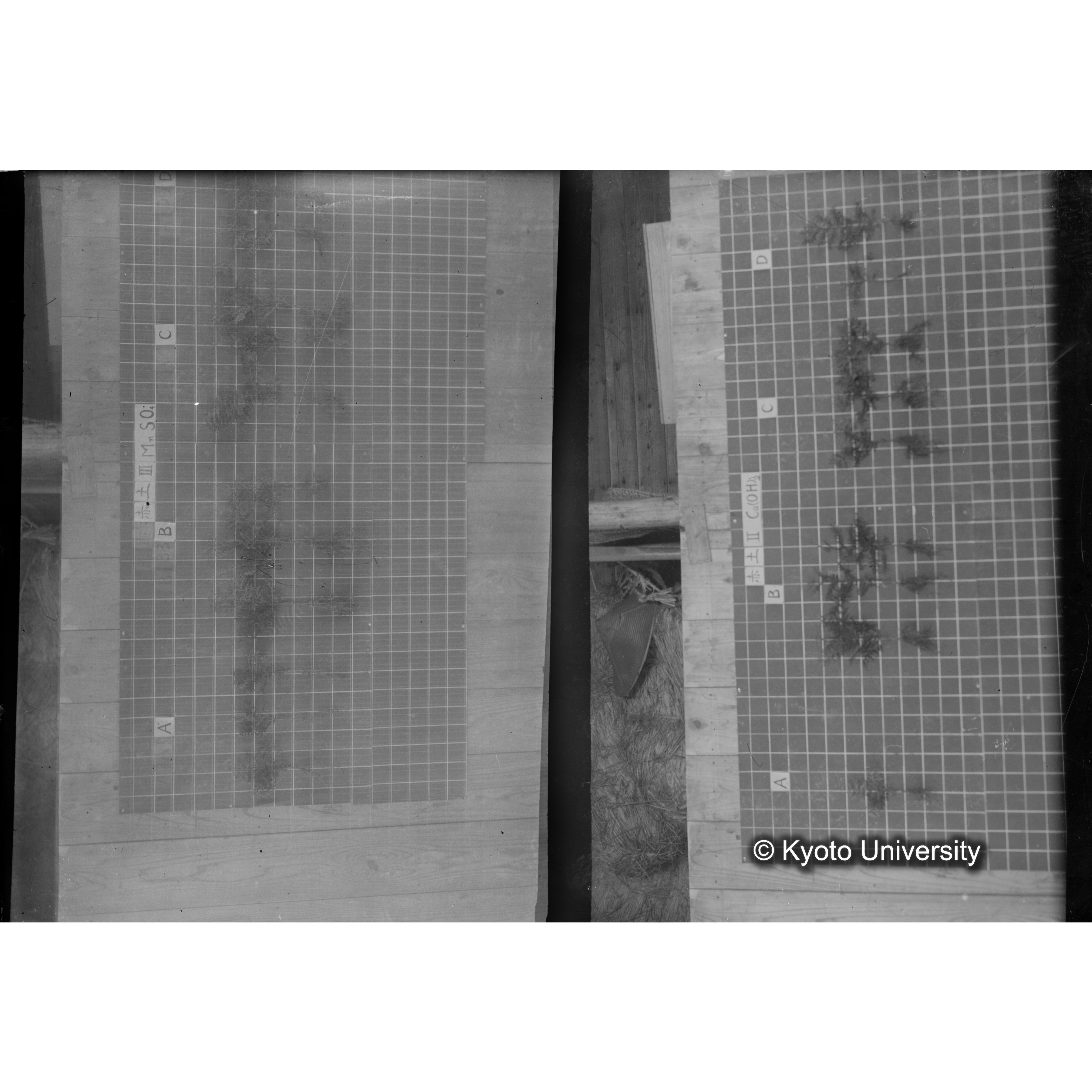 〔発芽と根 9本の比較 赤土III MnSO4 の A B C / 9本の比較 赤土II Ca(OH)2 の A B C 〕 (1)