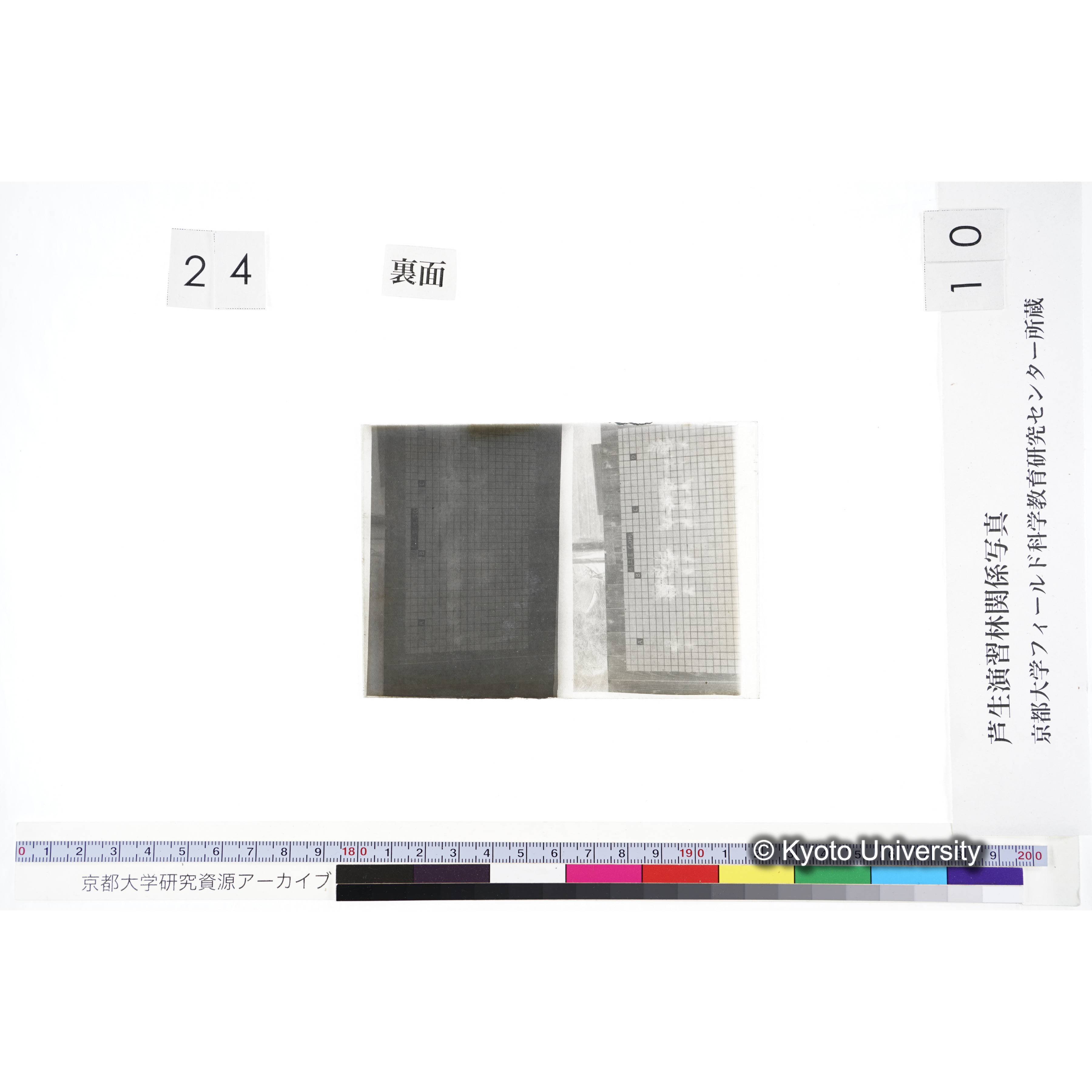 〔発芽と根 9本の比較 赤土III MnSO4 の A B C / 9本の比較 赤土II Ca(OH)2 の A B C 〕 (2)