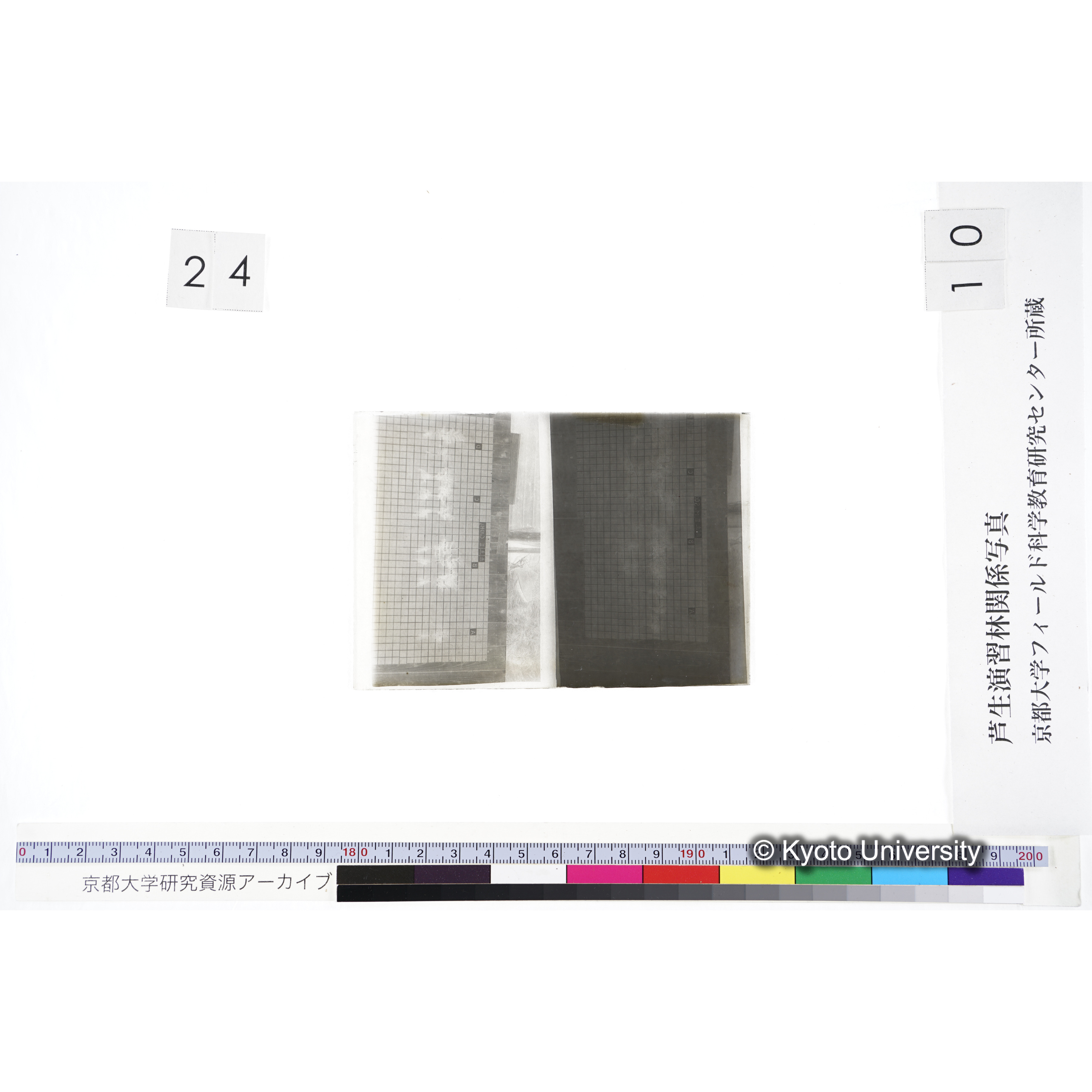 〔発芽と根 9本の比較 赤土III MnSO4 の A B C / 9本の比較 赤土II Ca(OH)2 の A B C 〕 (3)