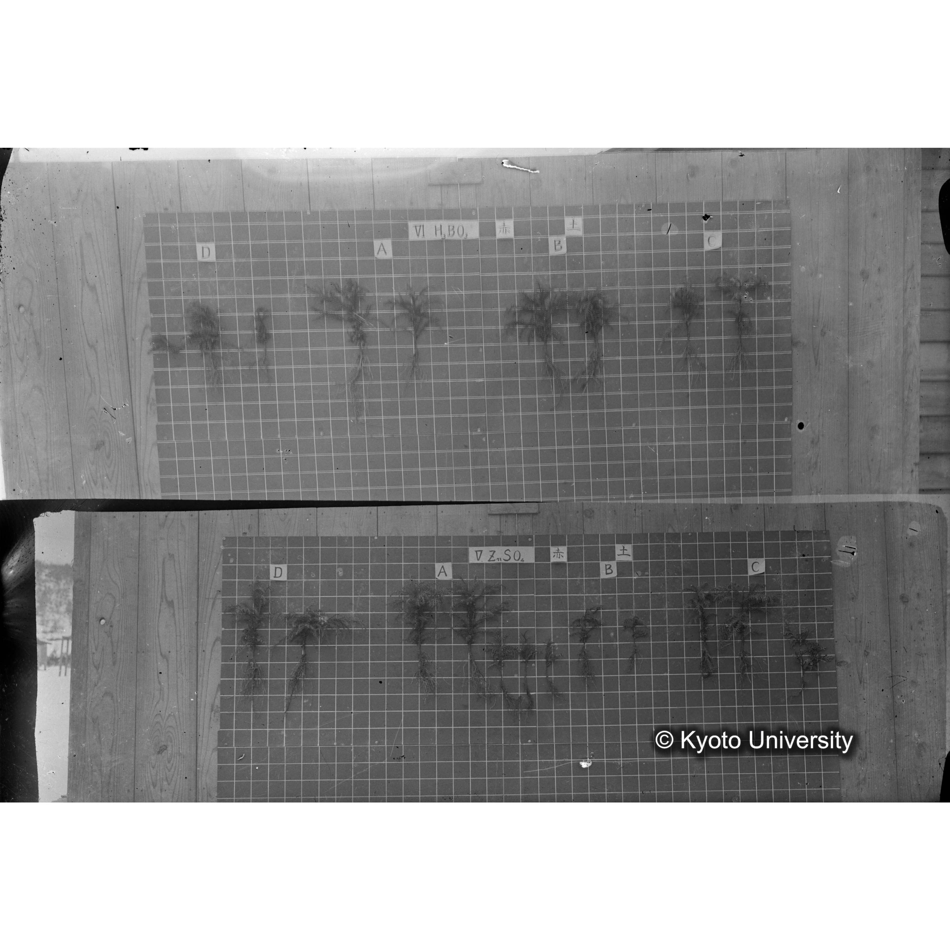 〔発芽と根 8本の比較 VI H3BO3 赤土 の D A B C / 発芽と根 12本の比較 V. ZnSO4 赤土 の D A B C 〕 (1)