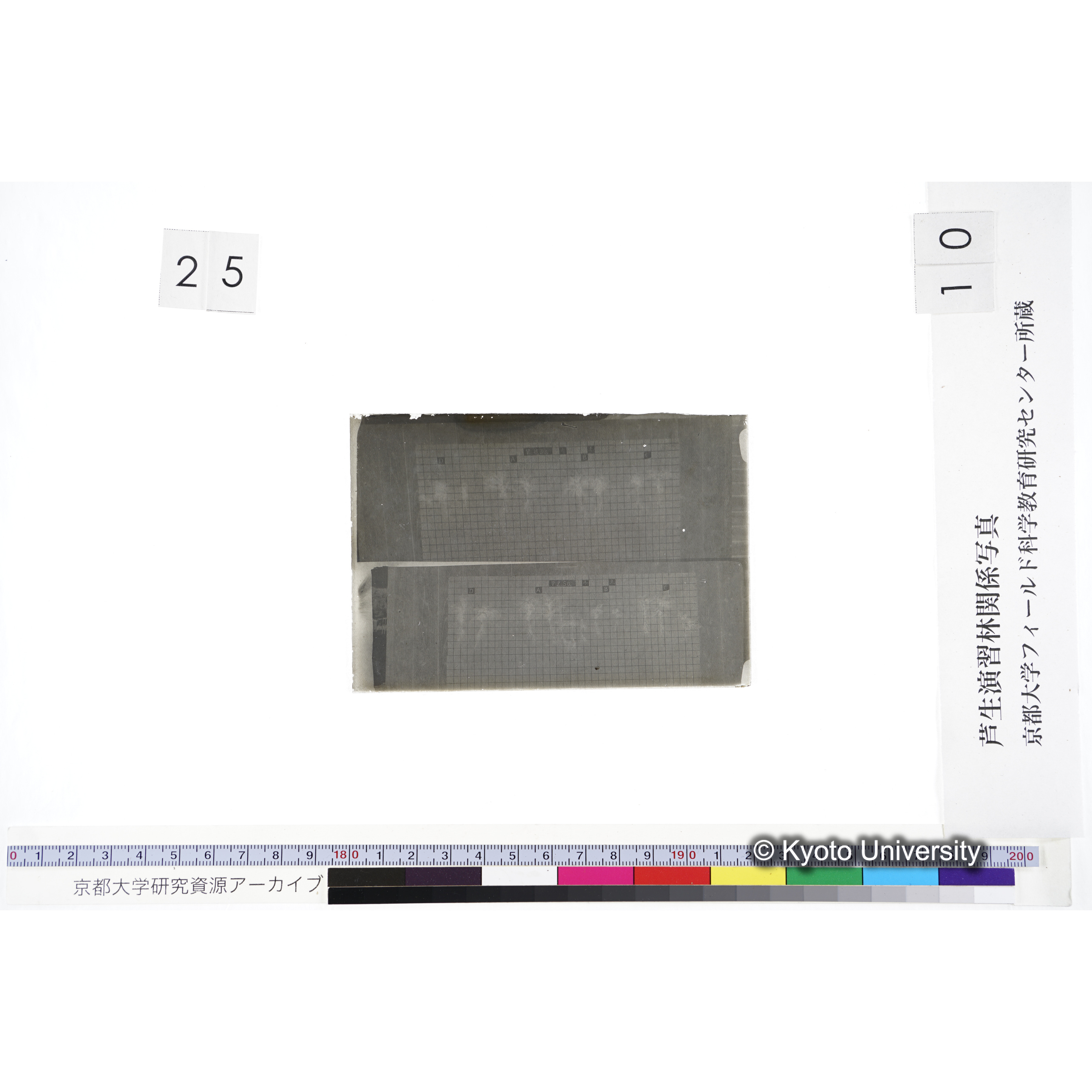 〔発芽と根 8本の比較 VI H3BO3 赤土 の D A B C / 発芽と根 12本の比較 V. ZnSO4 赤土 の D A B C 〕 (3)