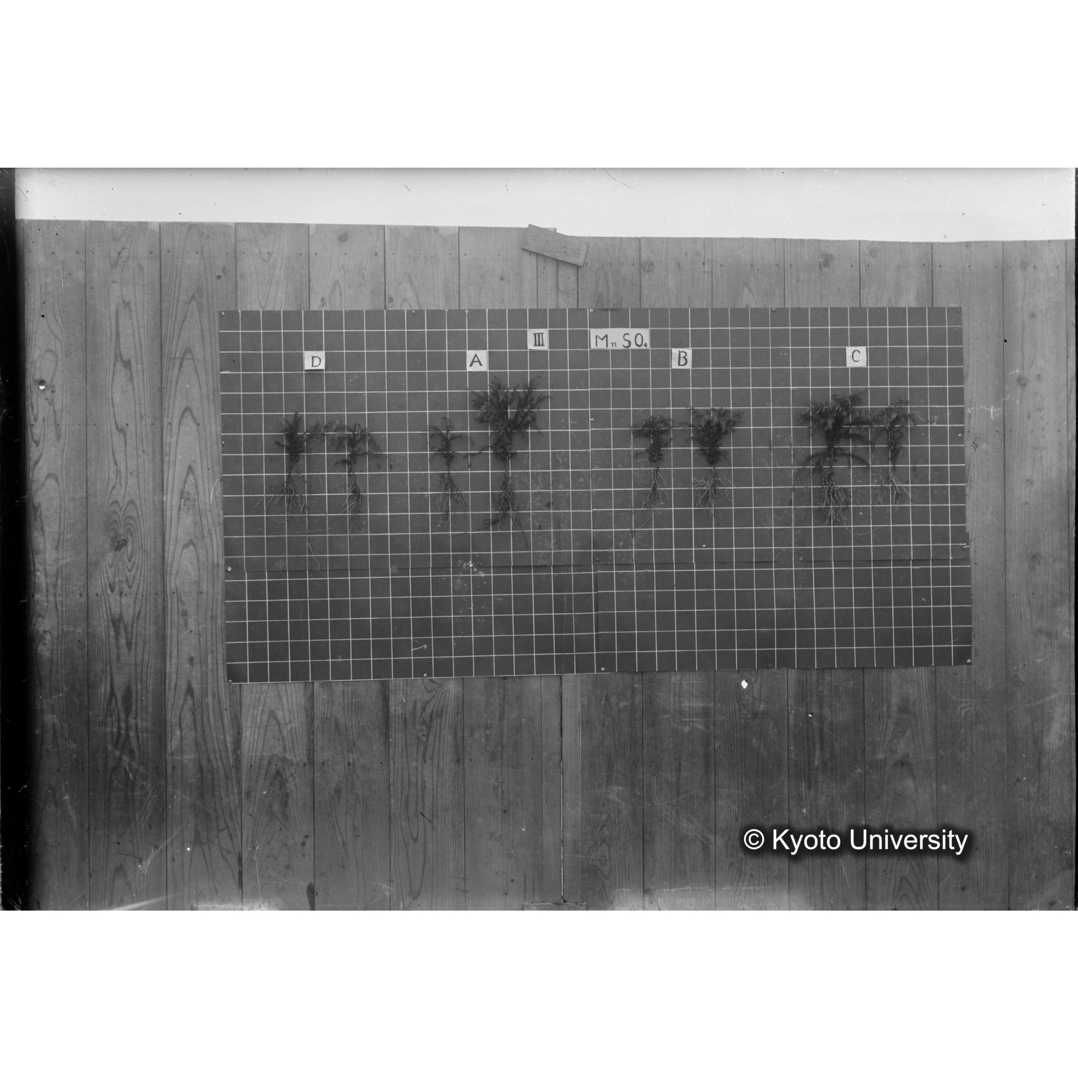 〔発芽と根 8本の比較 III MnSO4 の D A B C 〕 (1)