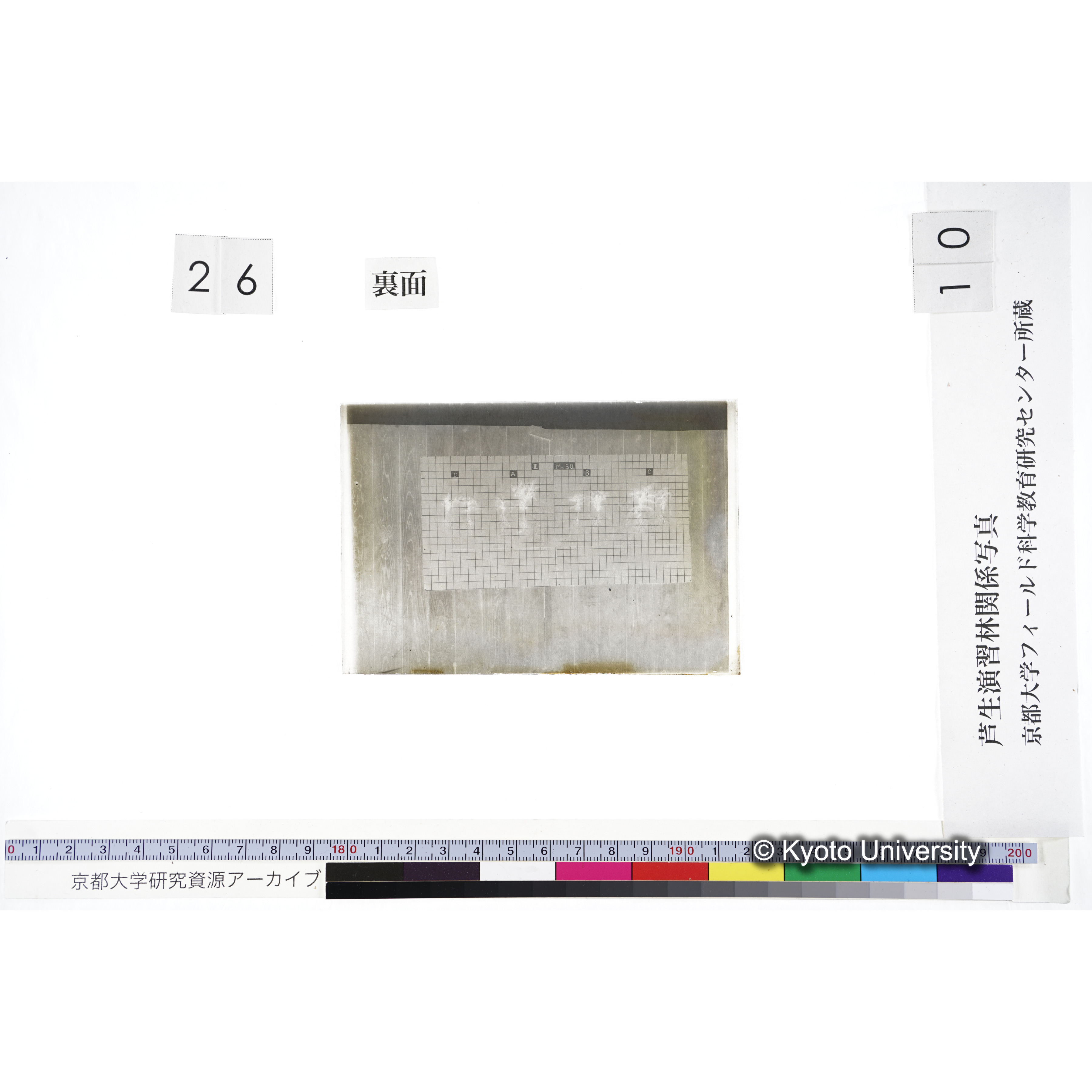 〔発芽と根 8本の比較 III MnSO4 の D A B C 〕 (2)