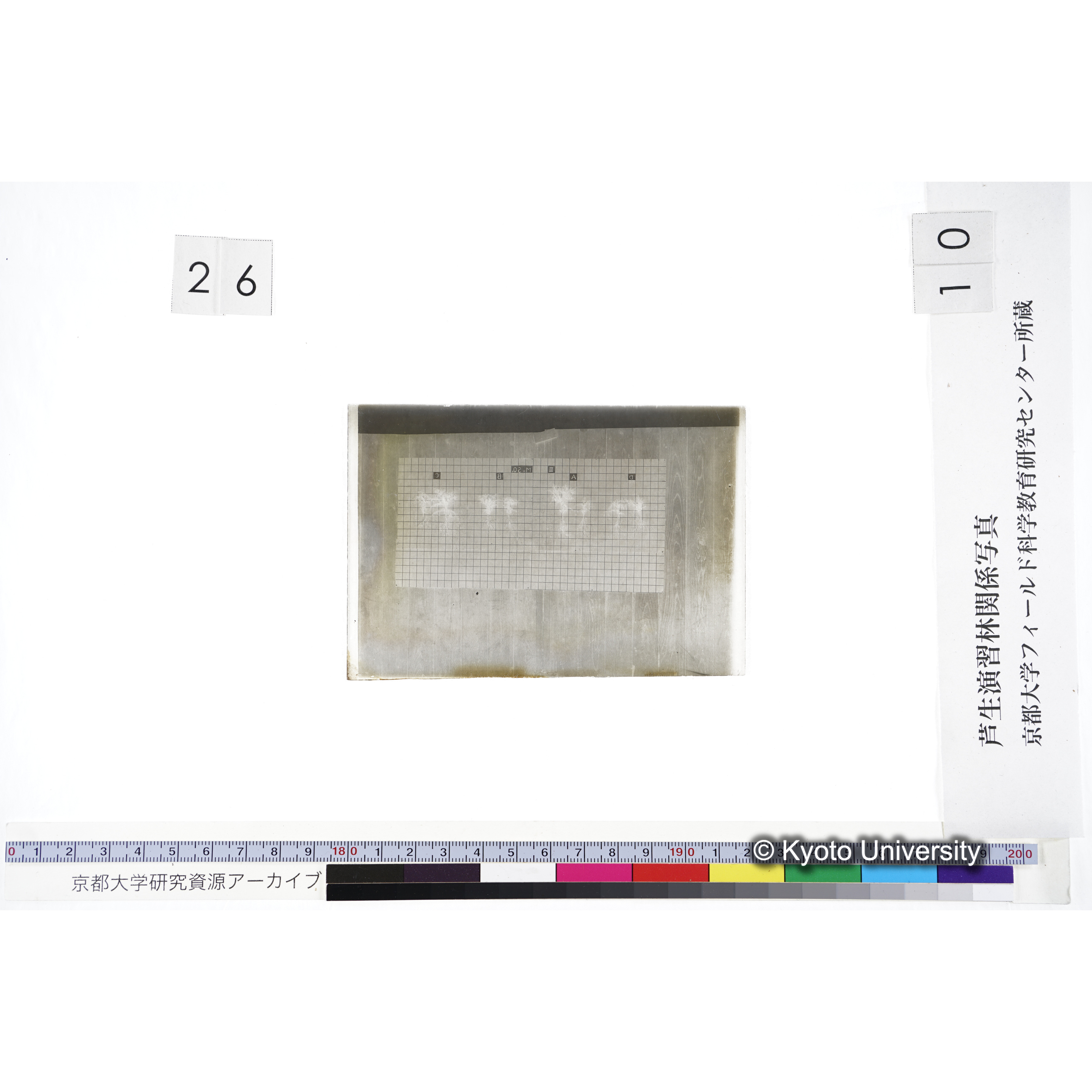 〔発芽と根 8本の比較 III MnSO4 の D A B C 〕 (3)