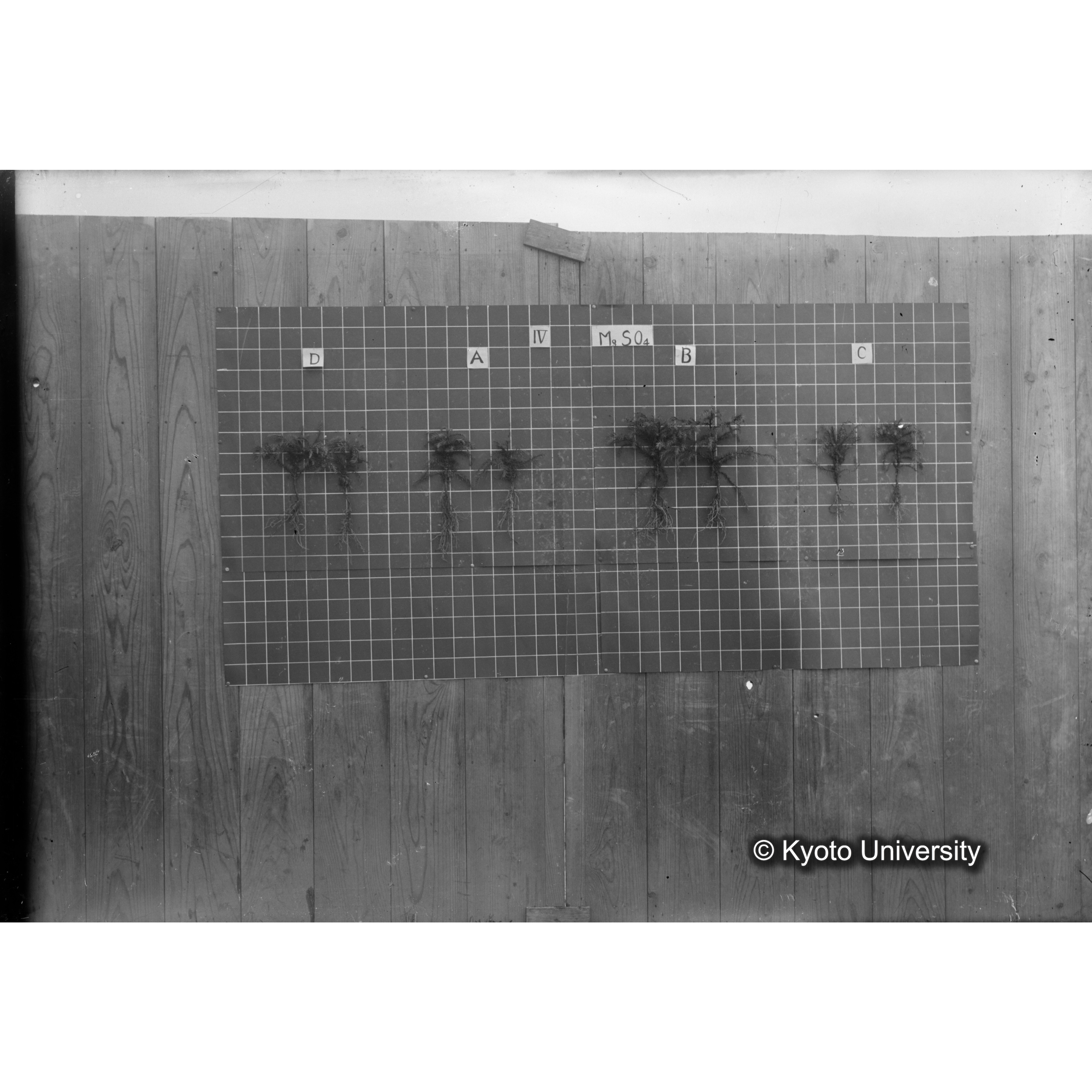 〔発芽と根 8本の比較 IV MgSO4 の D A B C 〕 (1)