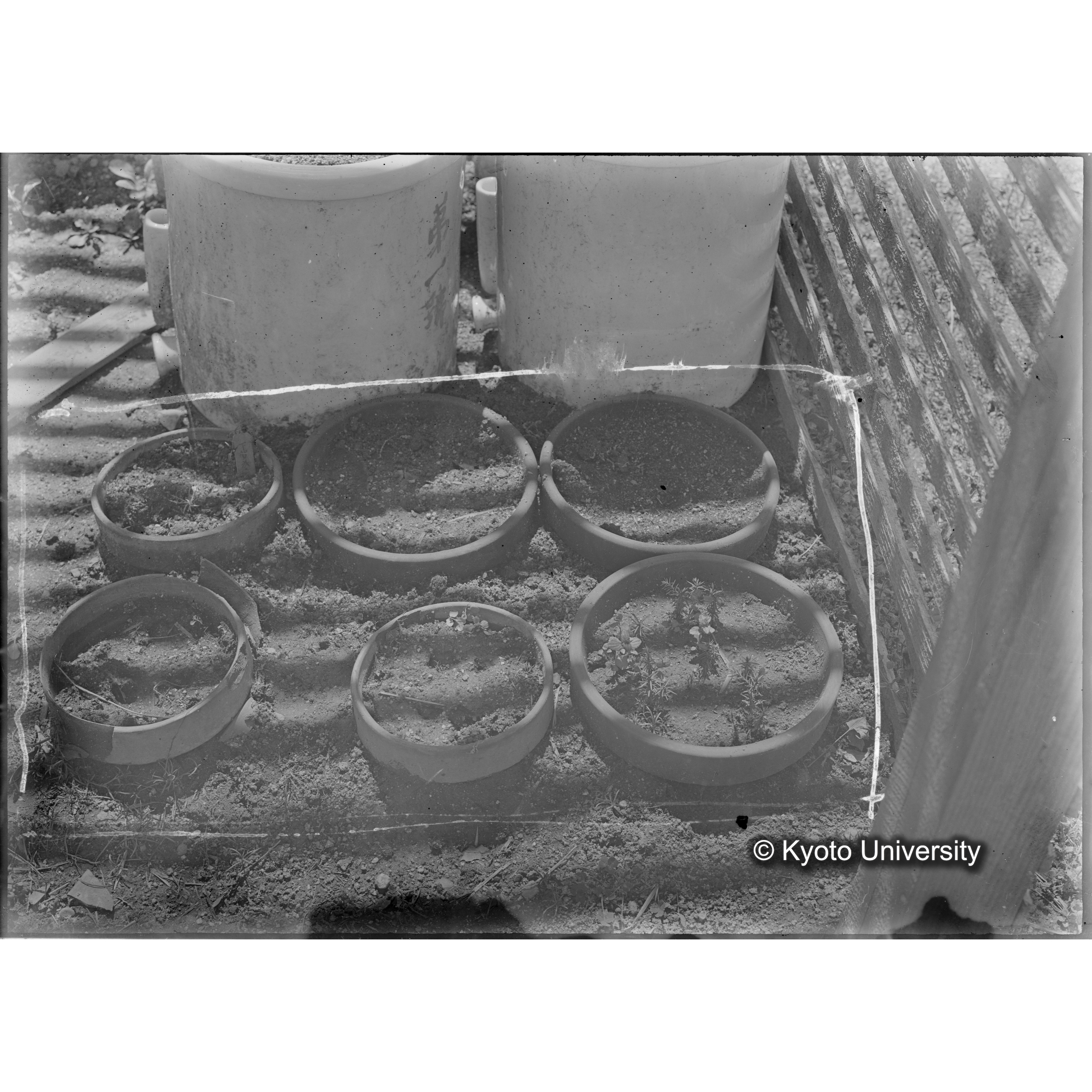 〔ポット6個〕 (1)