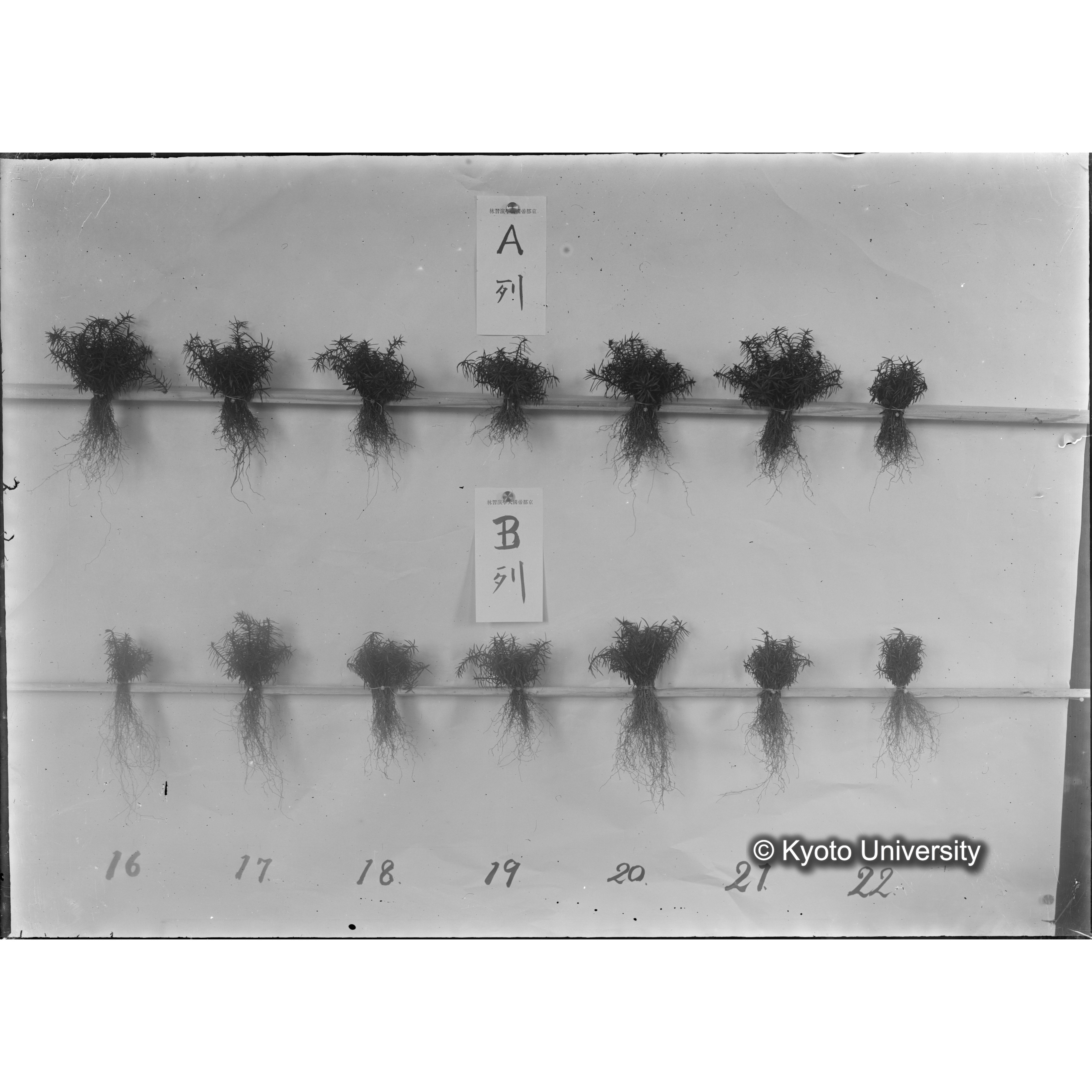 〔発芽と根が７つずつ２列あり、上に「Ａ列」、下の列に「Ｂ列」と書かれた札が写しこんである〕 (1)