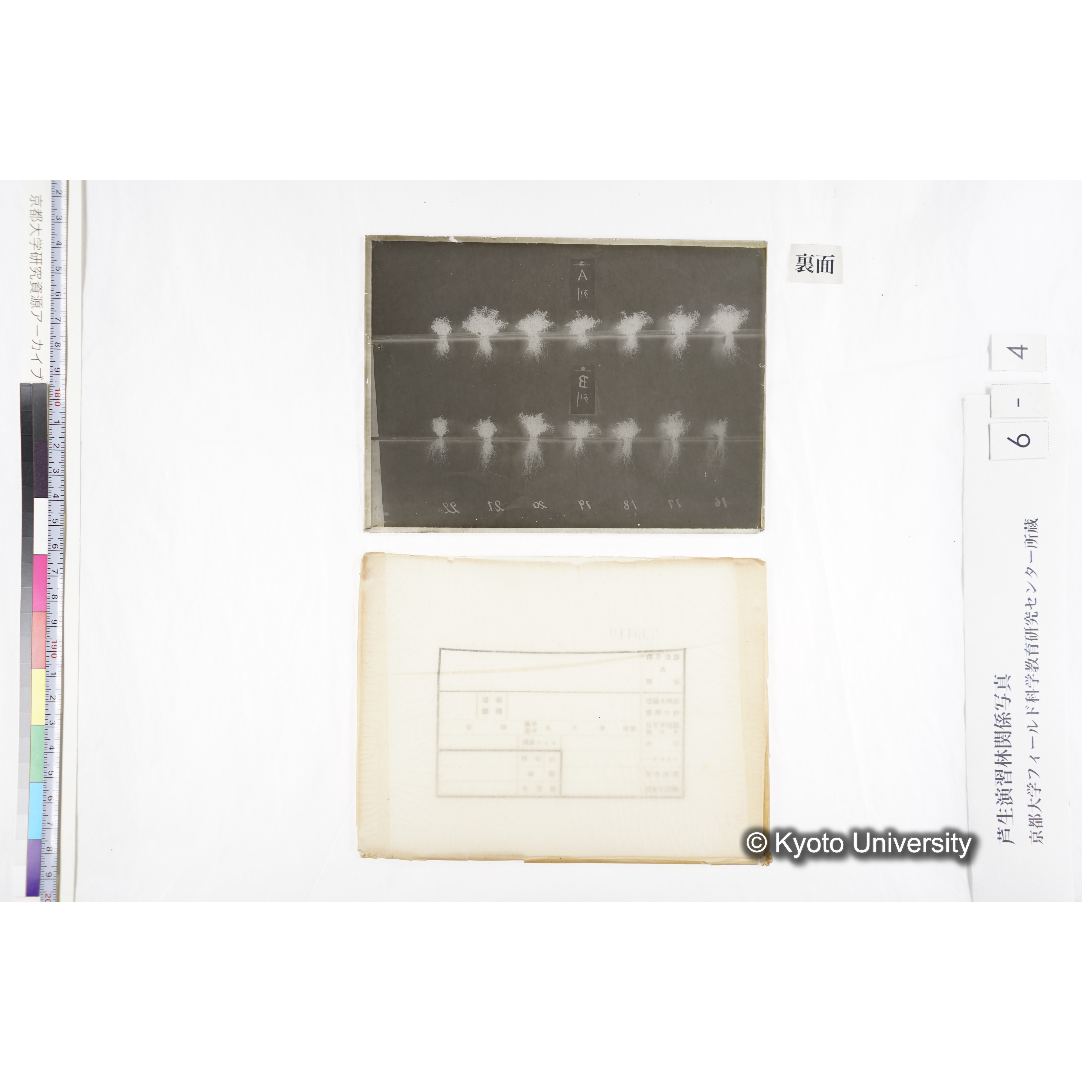 〔発芽と根が７つずつ２列あり、上に「Ａ列」、下の列に「Ｂ列」と書かれた札が写しこんである〕 (2)