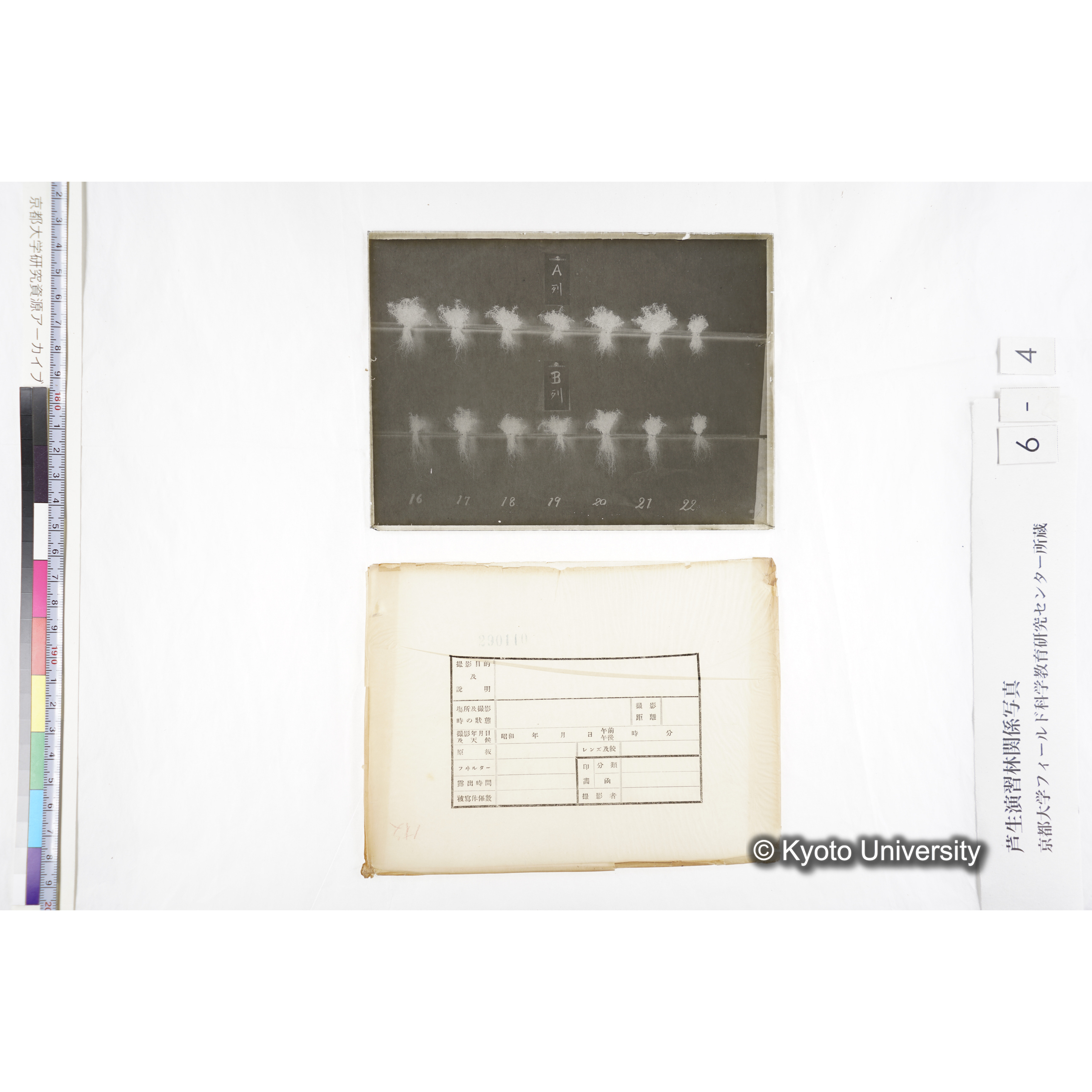 〔発芽と根が７つずつ２列あり、上に「Ａ列」、下の列に「Ｂ列」と書かれた札が写しこんである〕 (4)