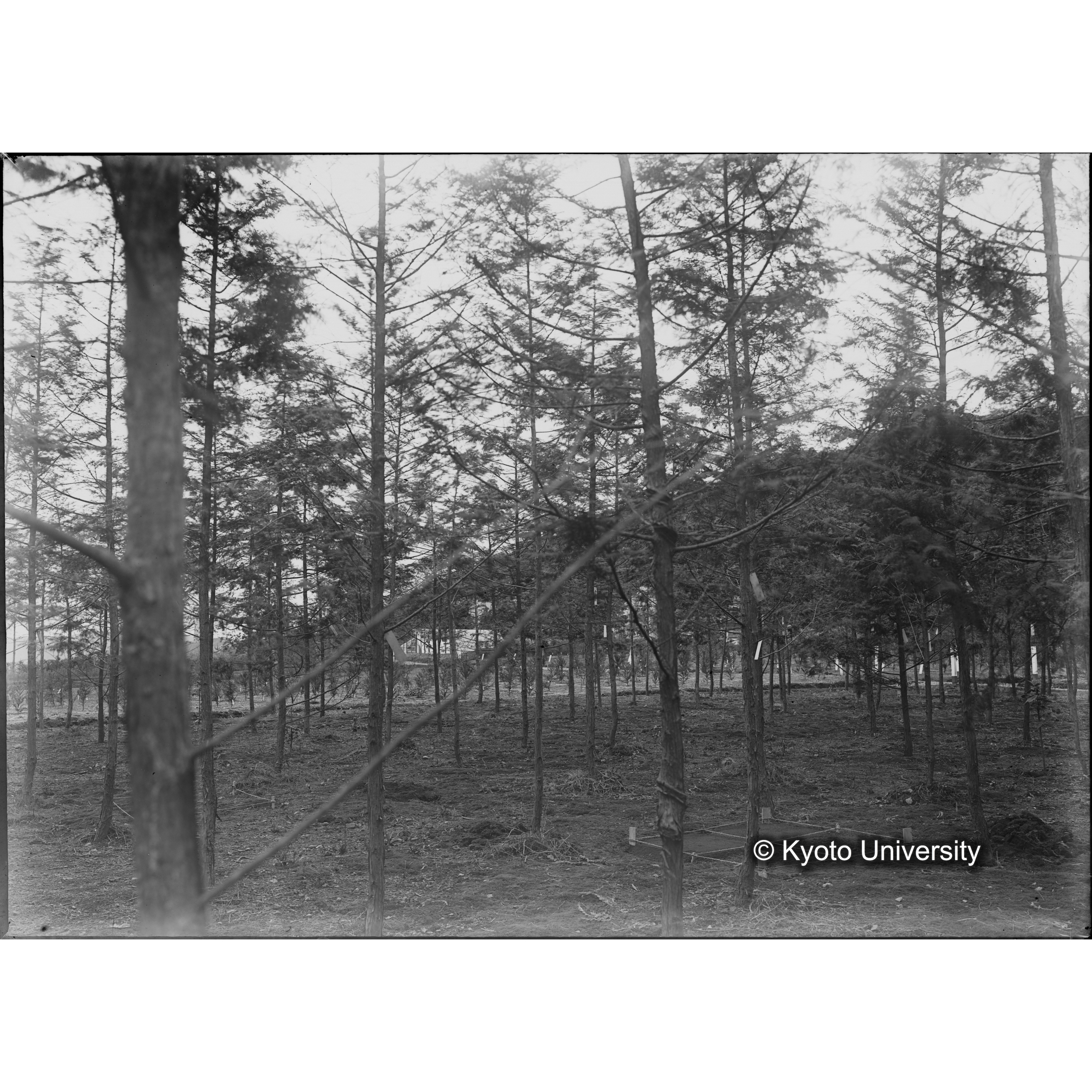 （ガラス乾板芦生柴田4-005） (1)