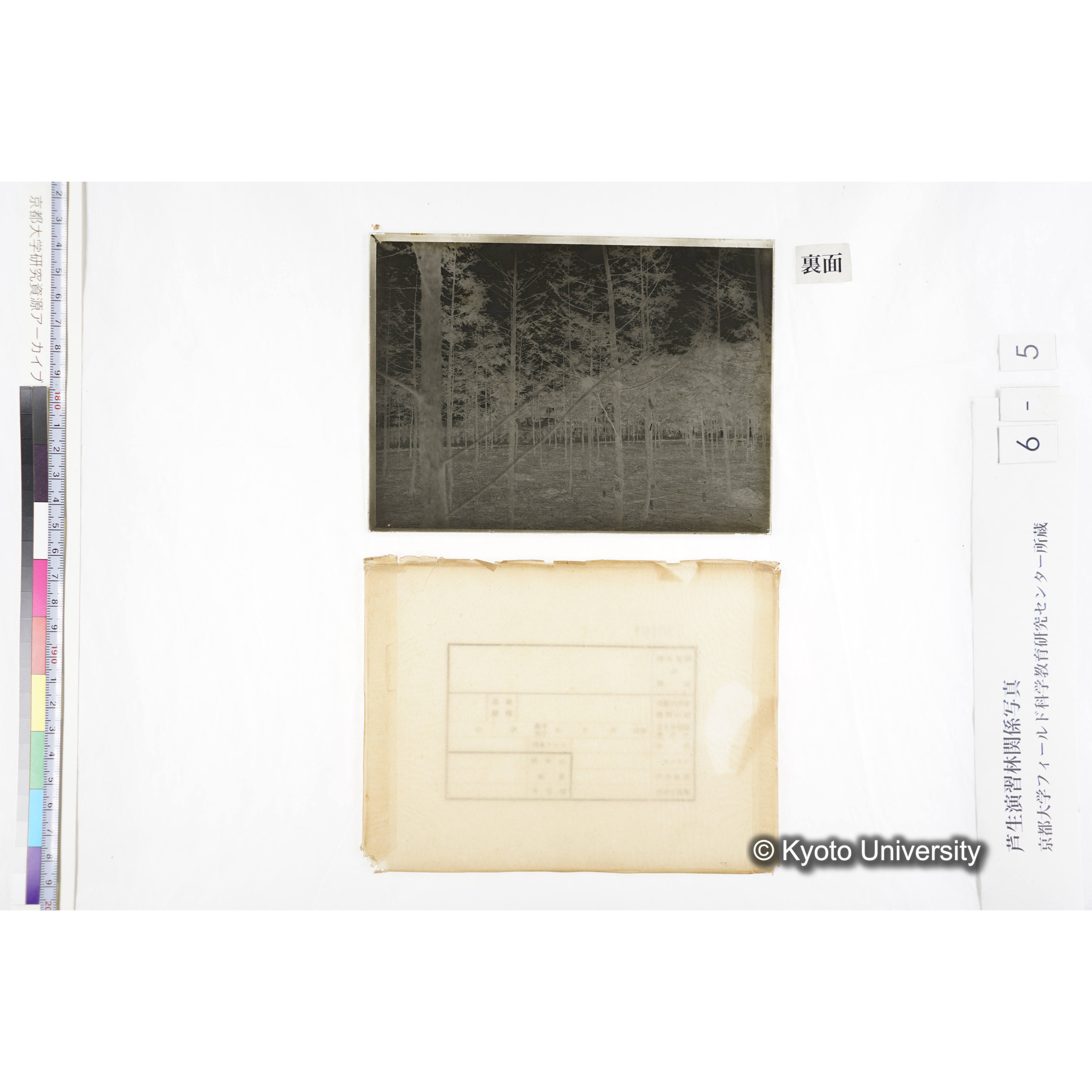 （ガラス乾板芦生柴田4-005） (2)