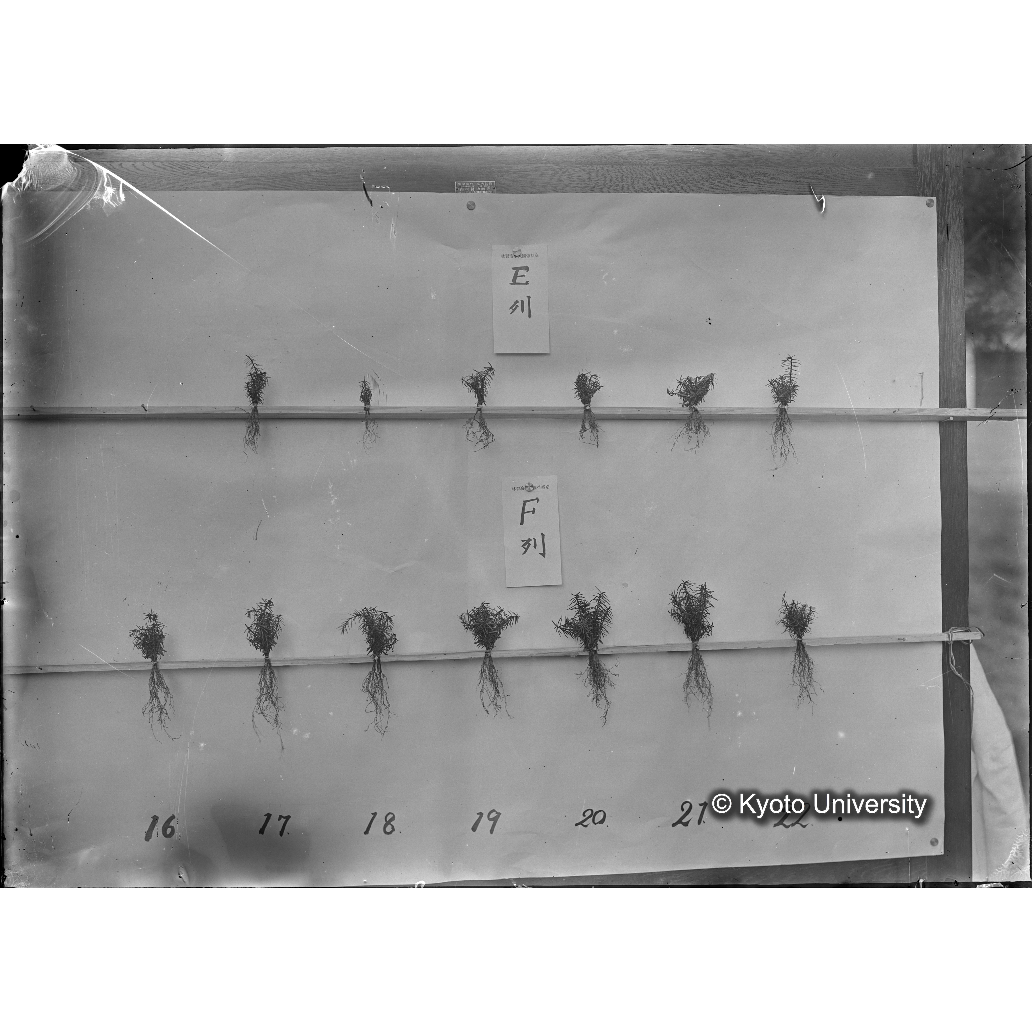 〔発芽と根が２列あり、上に「Ｅ列」、下の列に「Ｆ列」と書かれた札が写しこんである〕 (1)