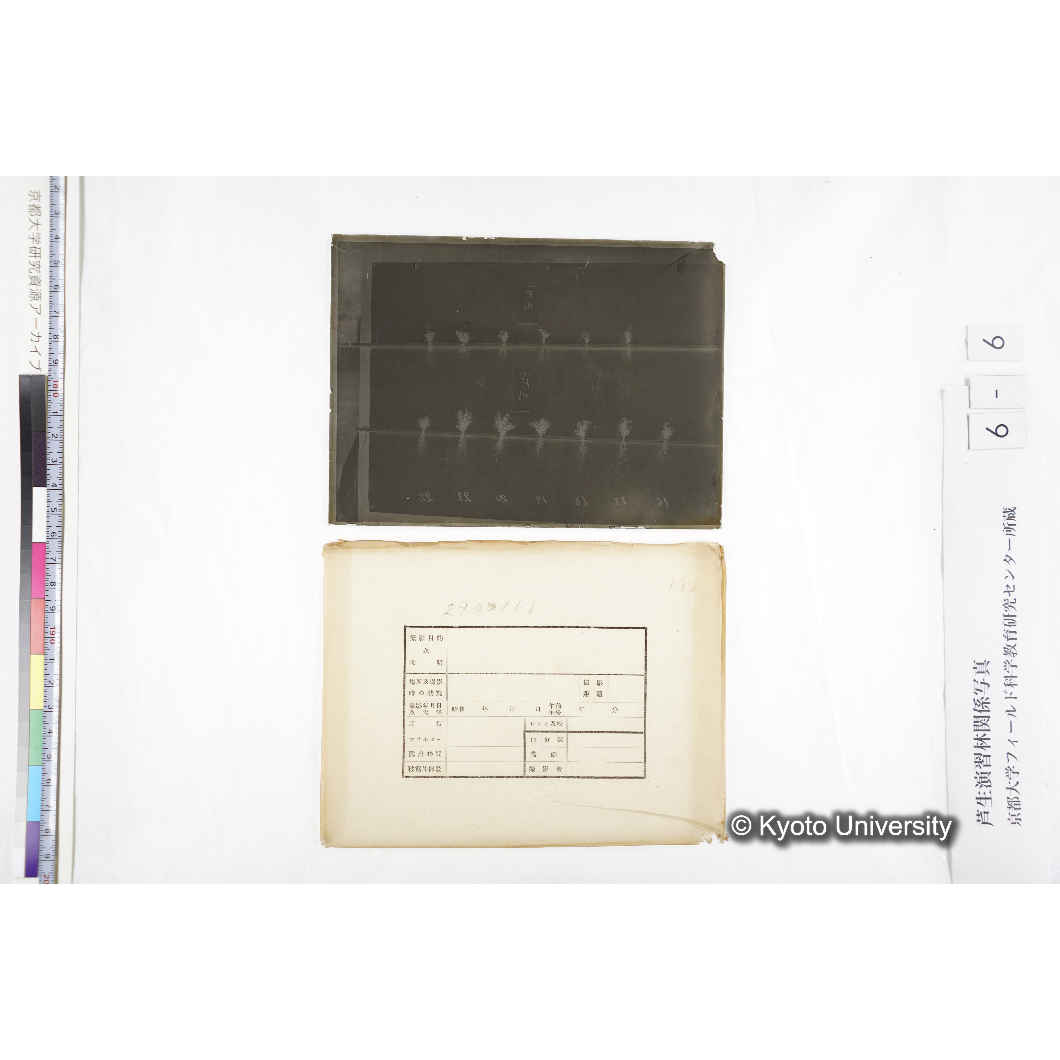 〔発芽と根が２列あり、上に「Ｅ列」、下の列に「Ｆ列」と書かれた札が写しこんである〕 (2)