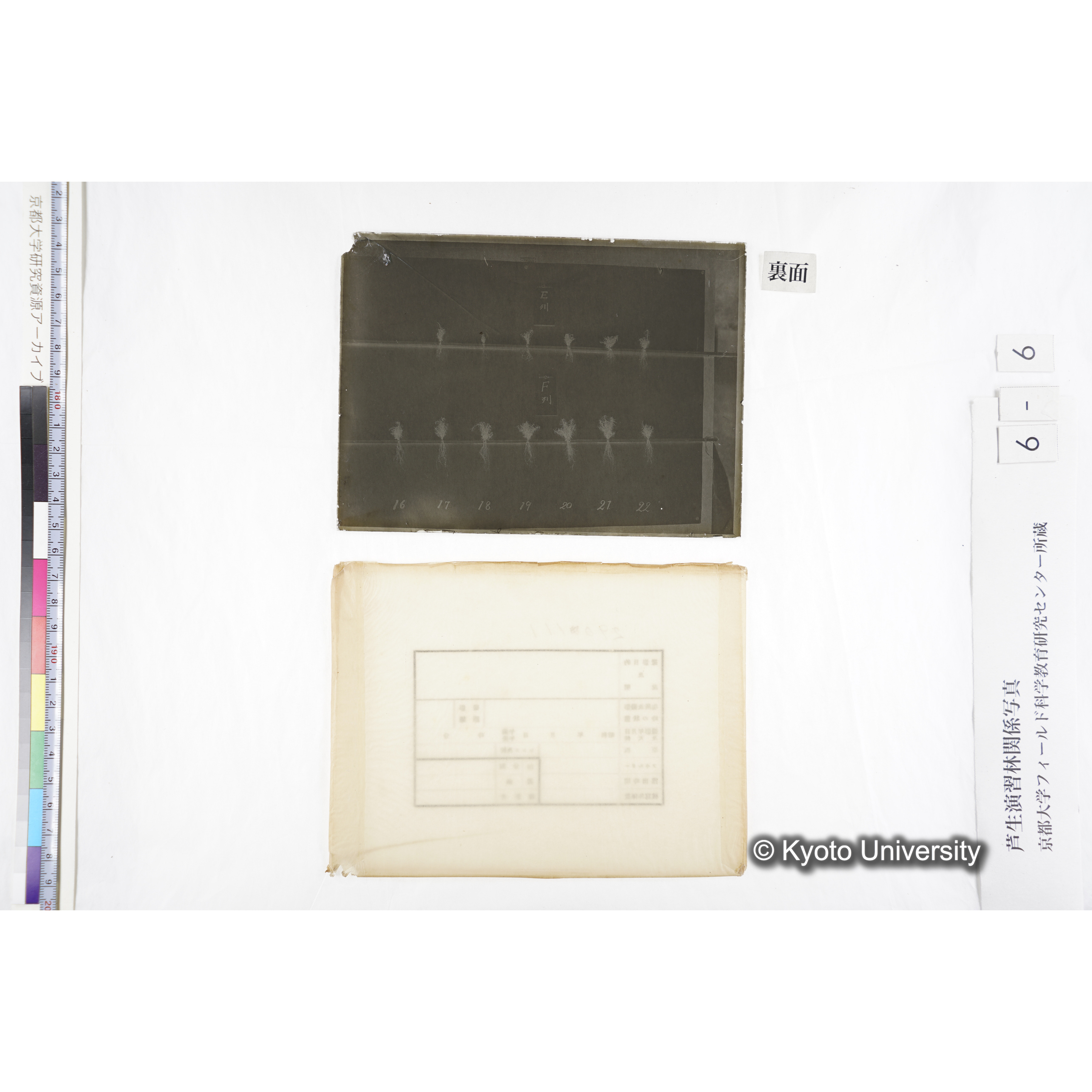 〔発芽と根が２列あり、上に「Ｅ列」、下の列に「Ｆ列」と書かれた札が写しこんである〕 (3)