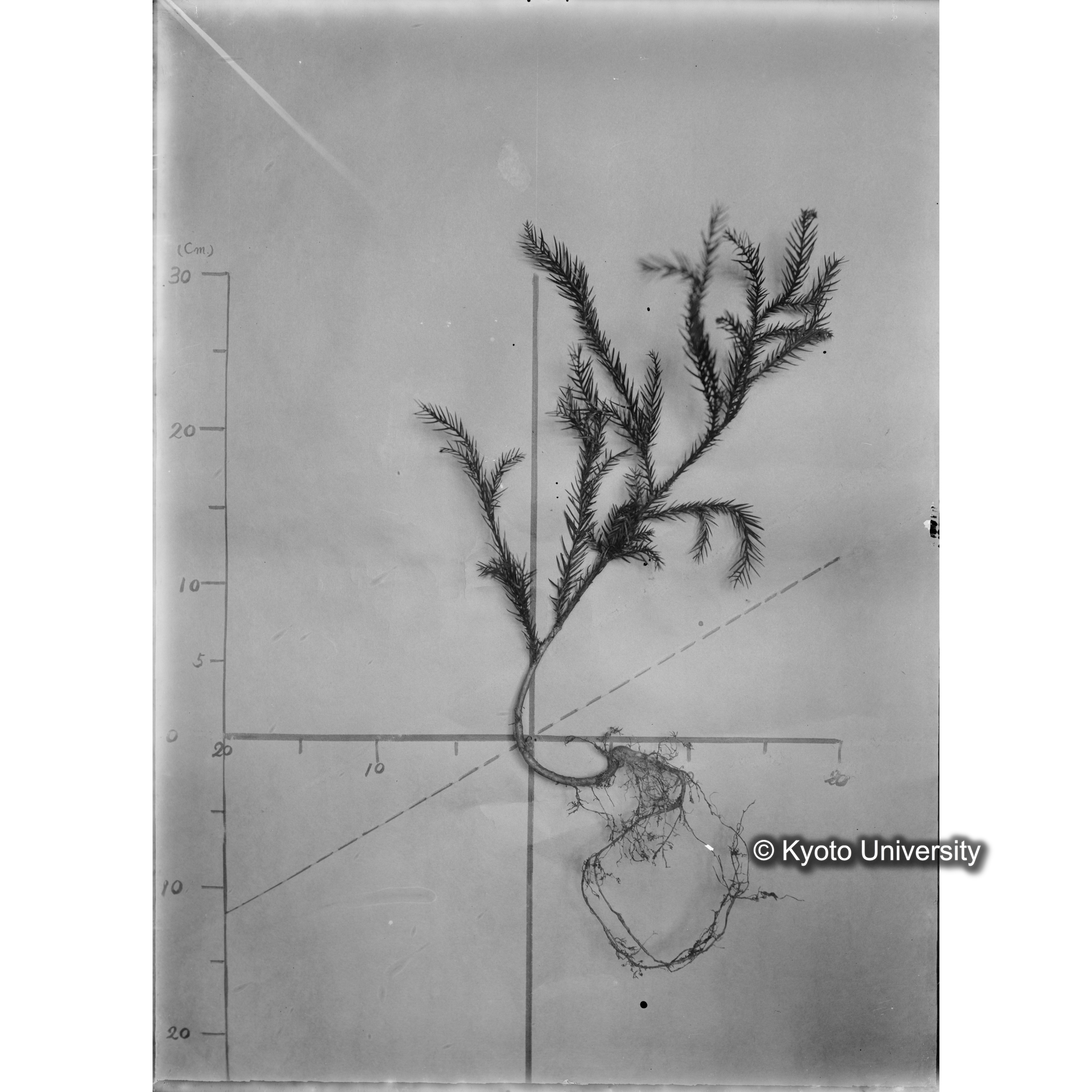 （ガラス乾板芦生柴田4-007）〔発芽と根〕 (1)