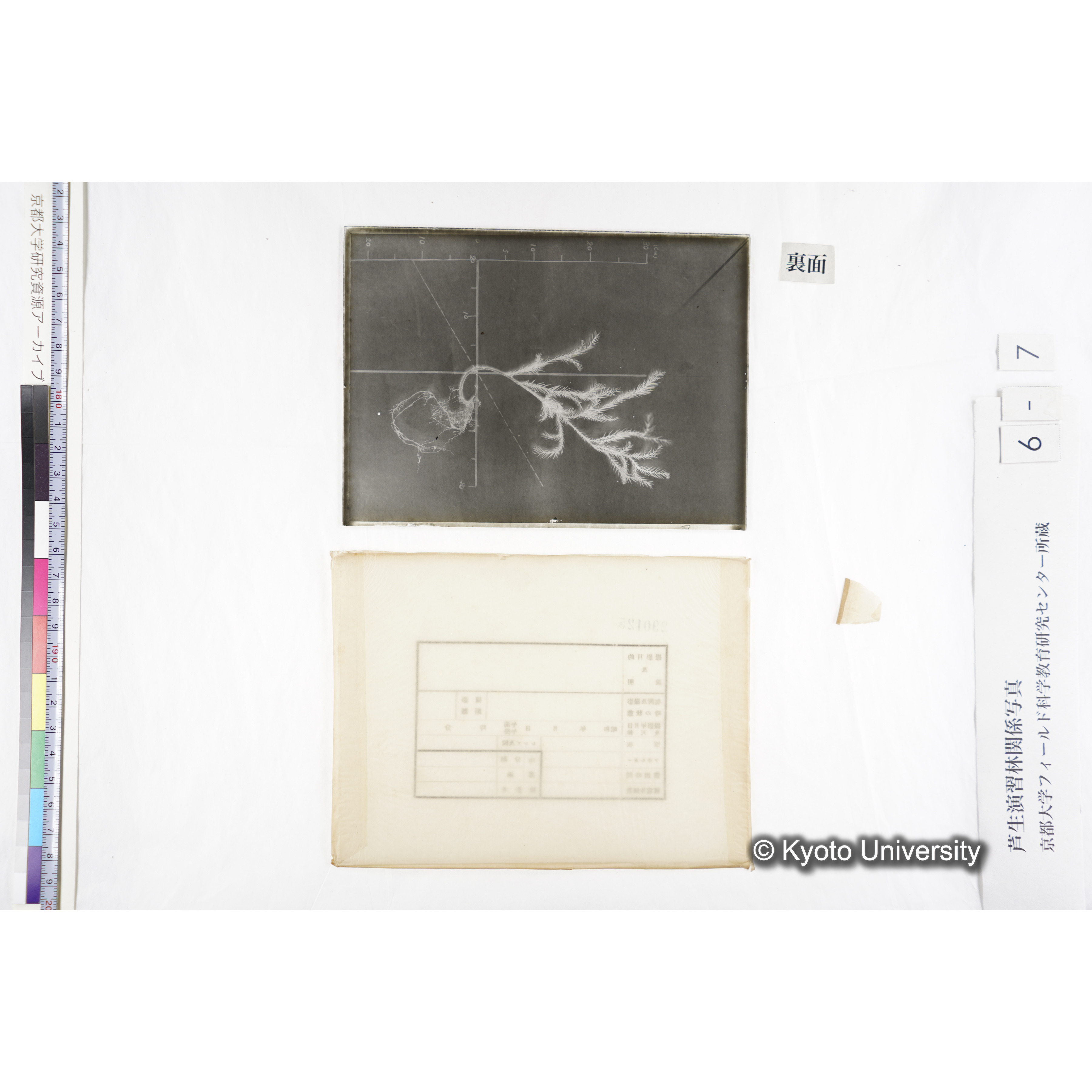 （ガラス乾板芦生柴田4-007）〔発芽と根〕 (2)