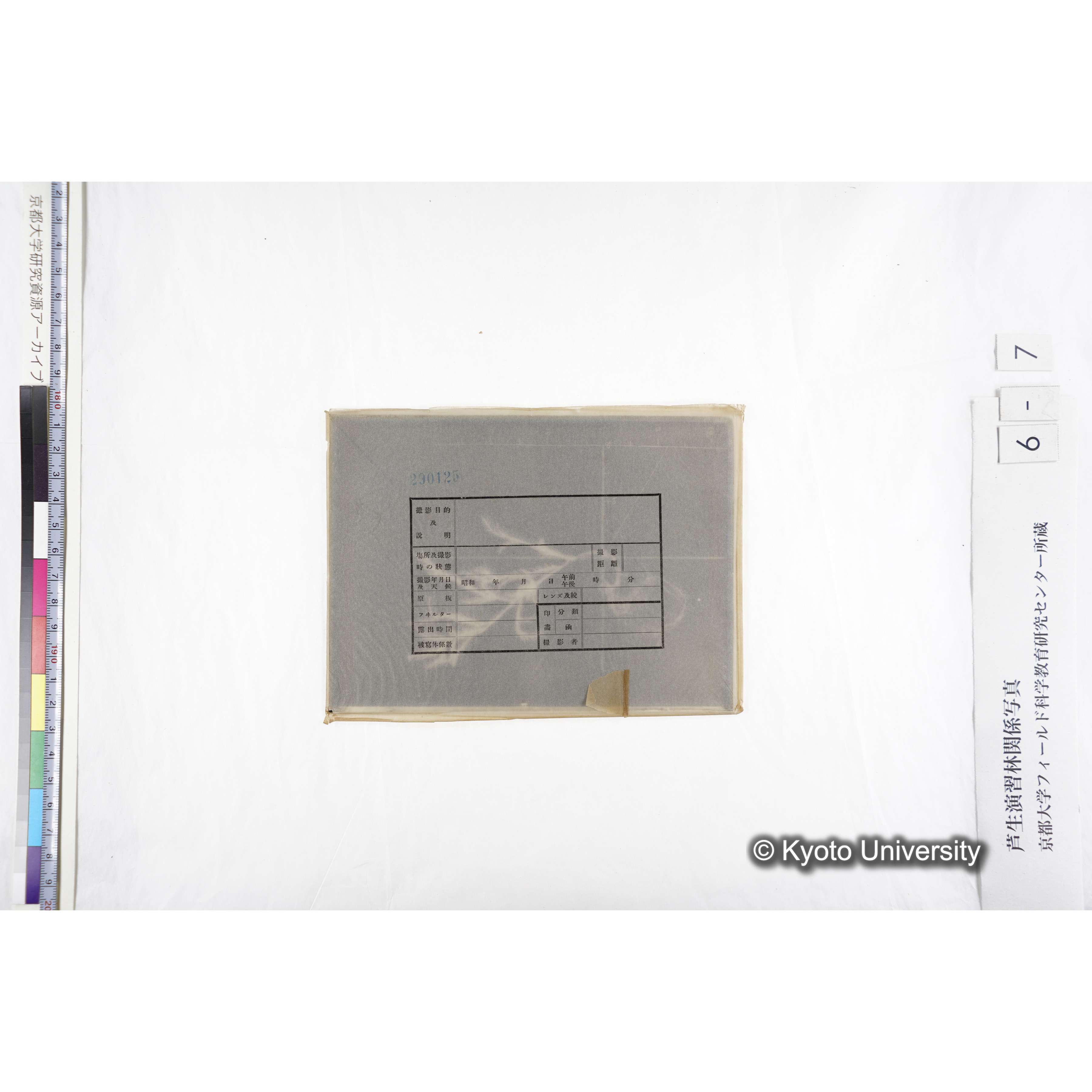 （ガラス乾板芦生柴田4-007）〔発芽と根〕 (3)