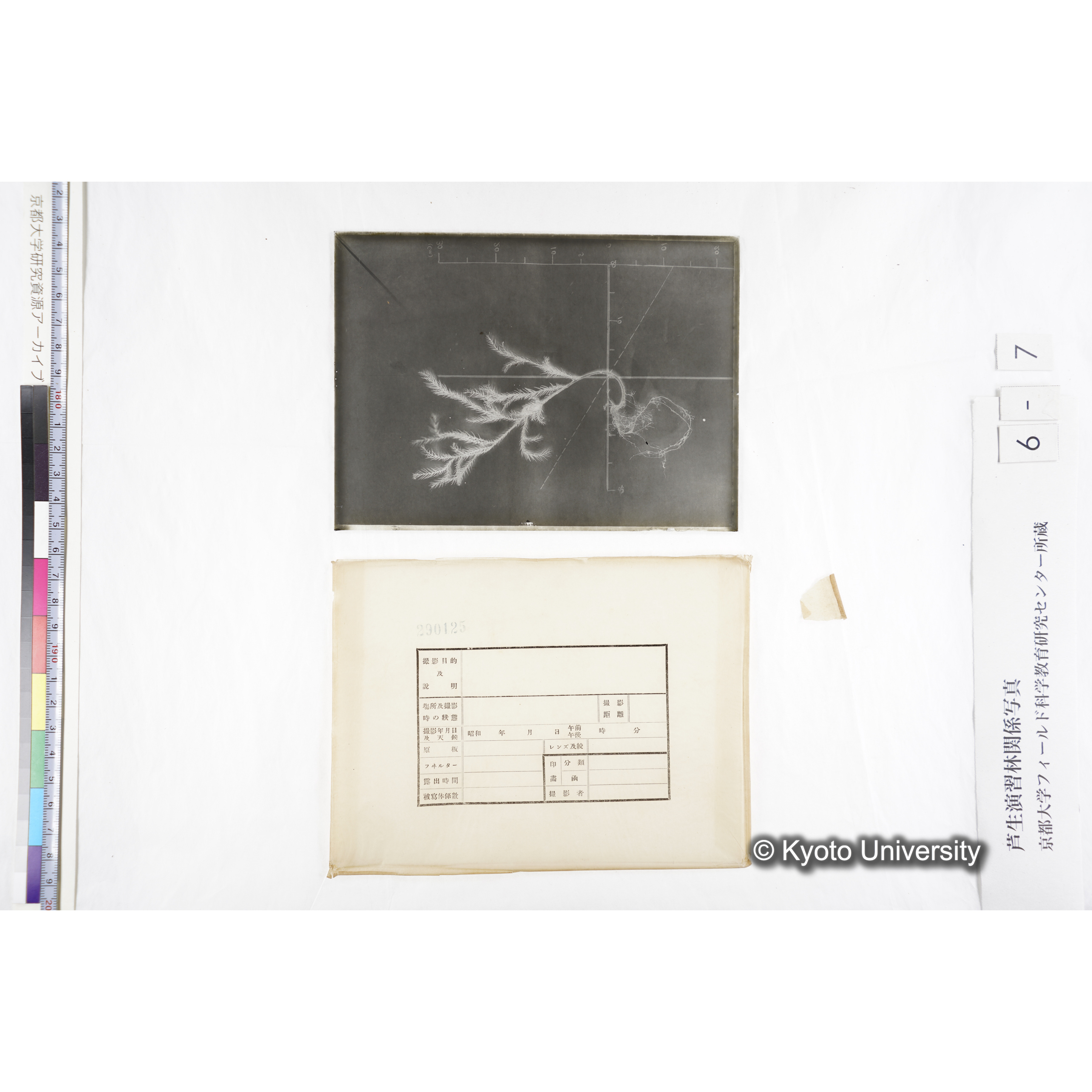 （ガラス乾板芦生柴田4-007）〔発芽と根〕 (4)