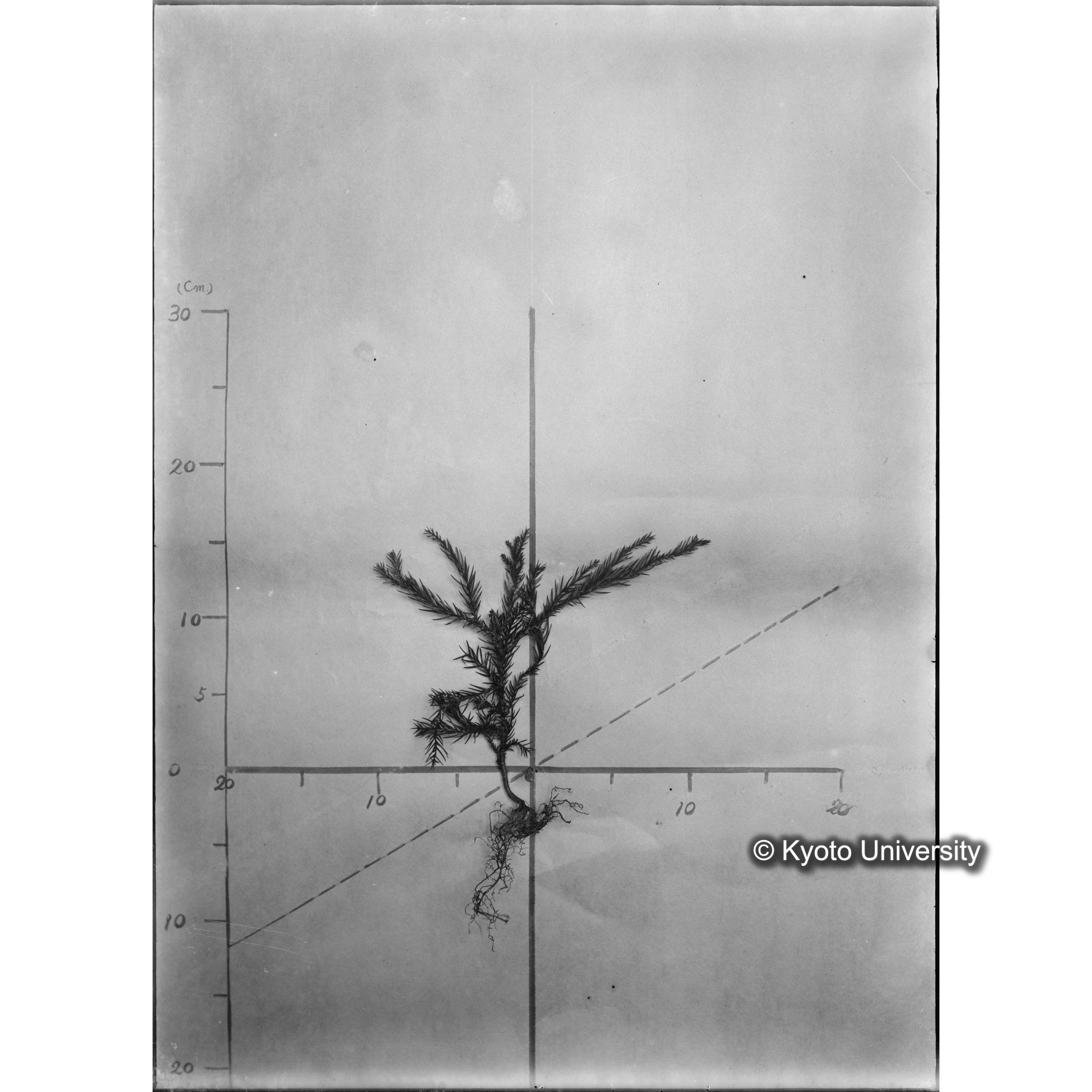 （ガラス乾板芦生柴田4-008）〔発芽と根〕 (1)