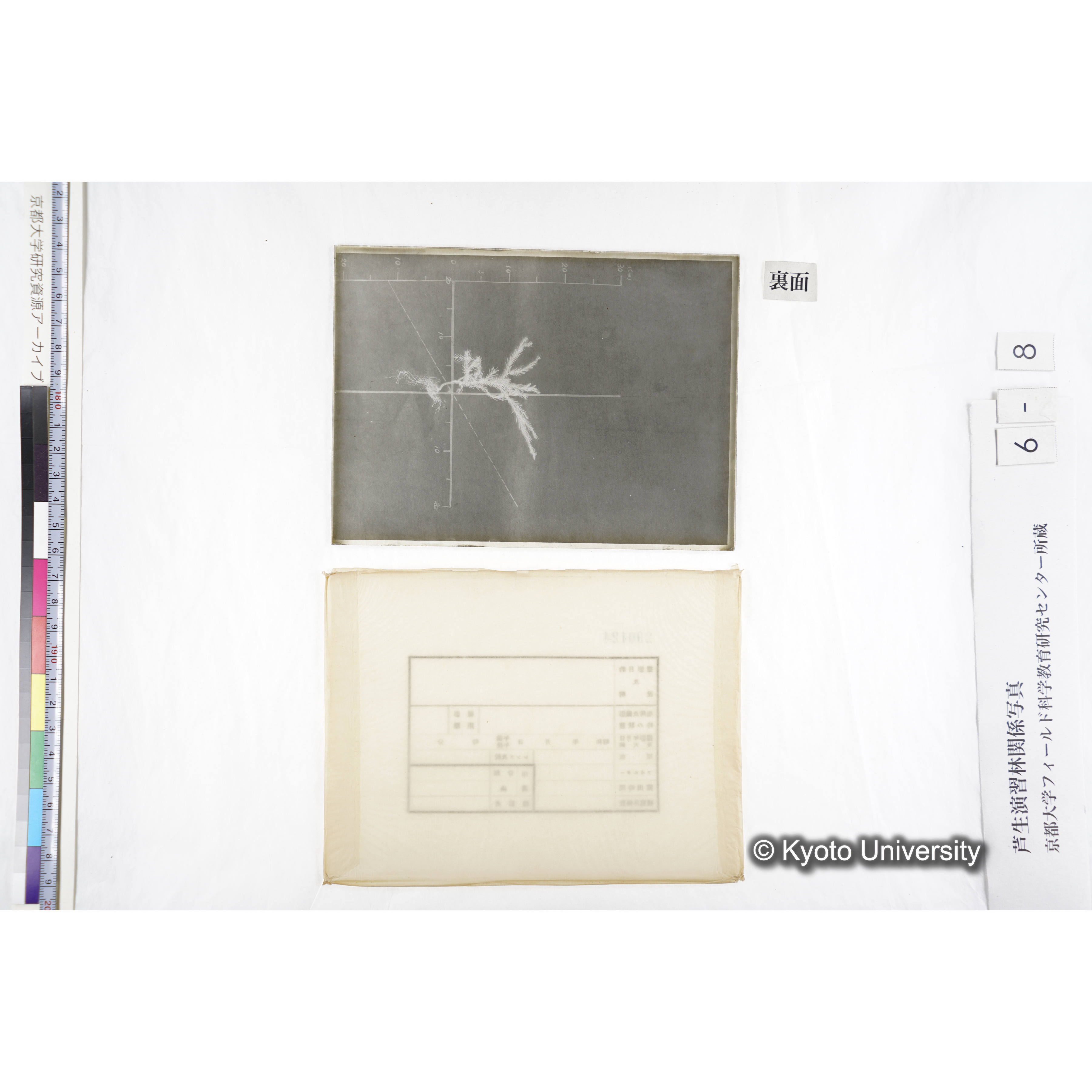 （ガラス乾板芦生柴田4-008）〔発芽と根〕 (2)