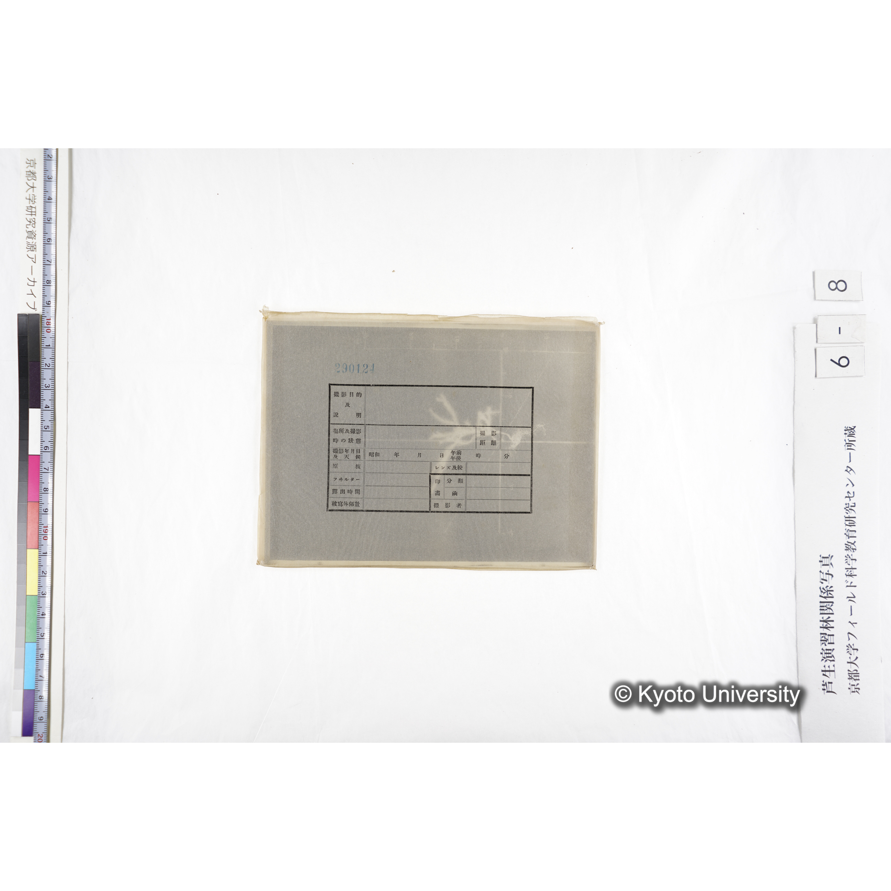 （ガラス乾板芦生柴田4-008）〔発芽と根〕 (3)