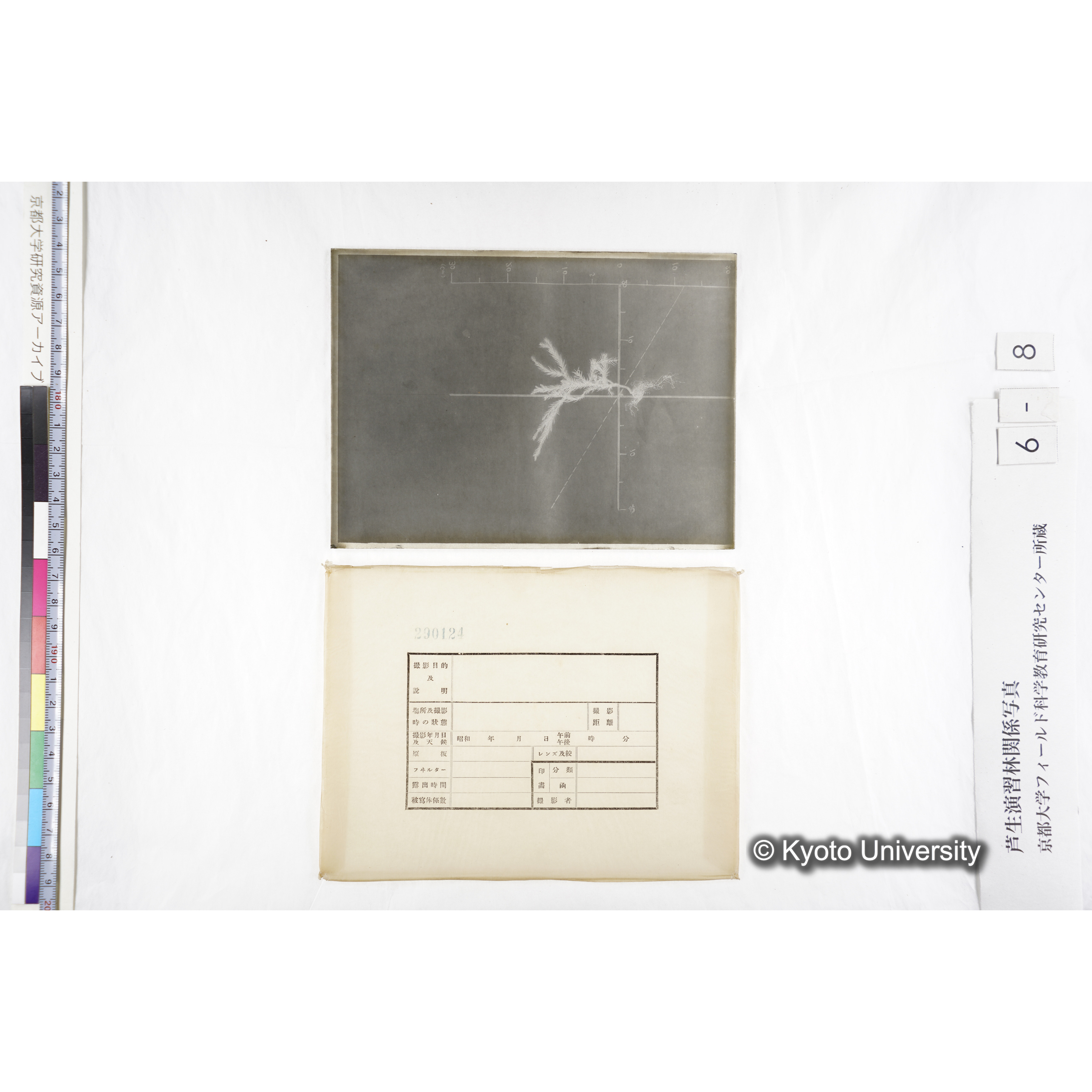 （ガラス乾板芦生柴田4-008）〔発芽と根〕 (4)