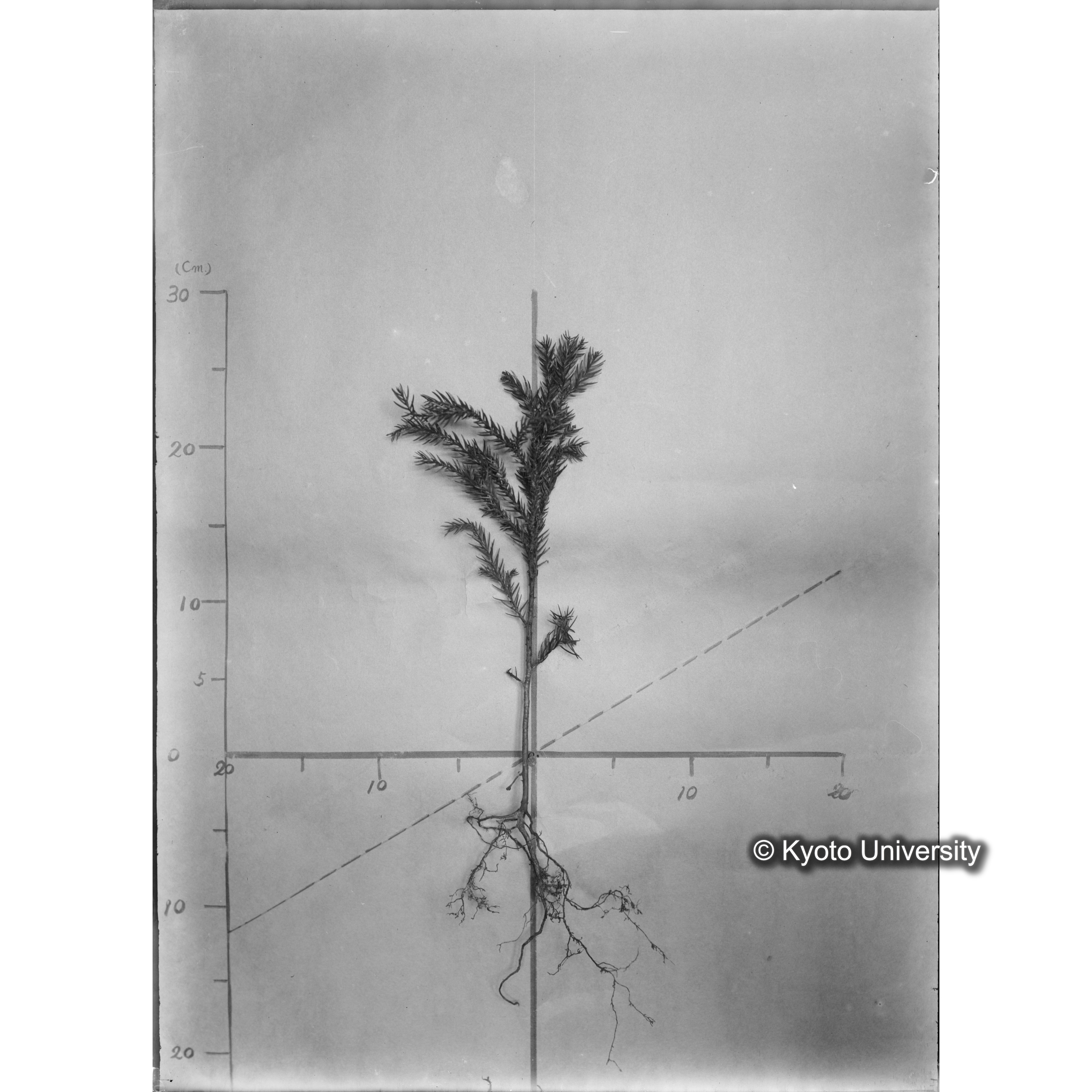 （ガラス乾板芦生柴田4-009）〔発芽と根〕 (1)