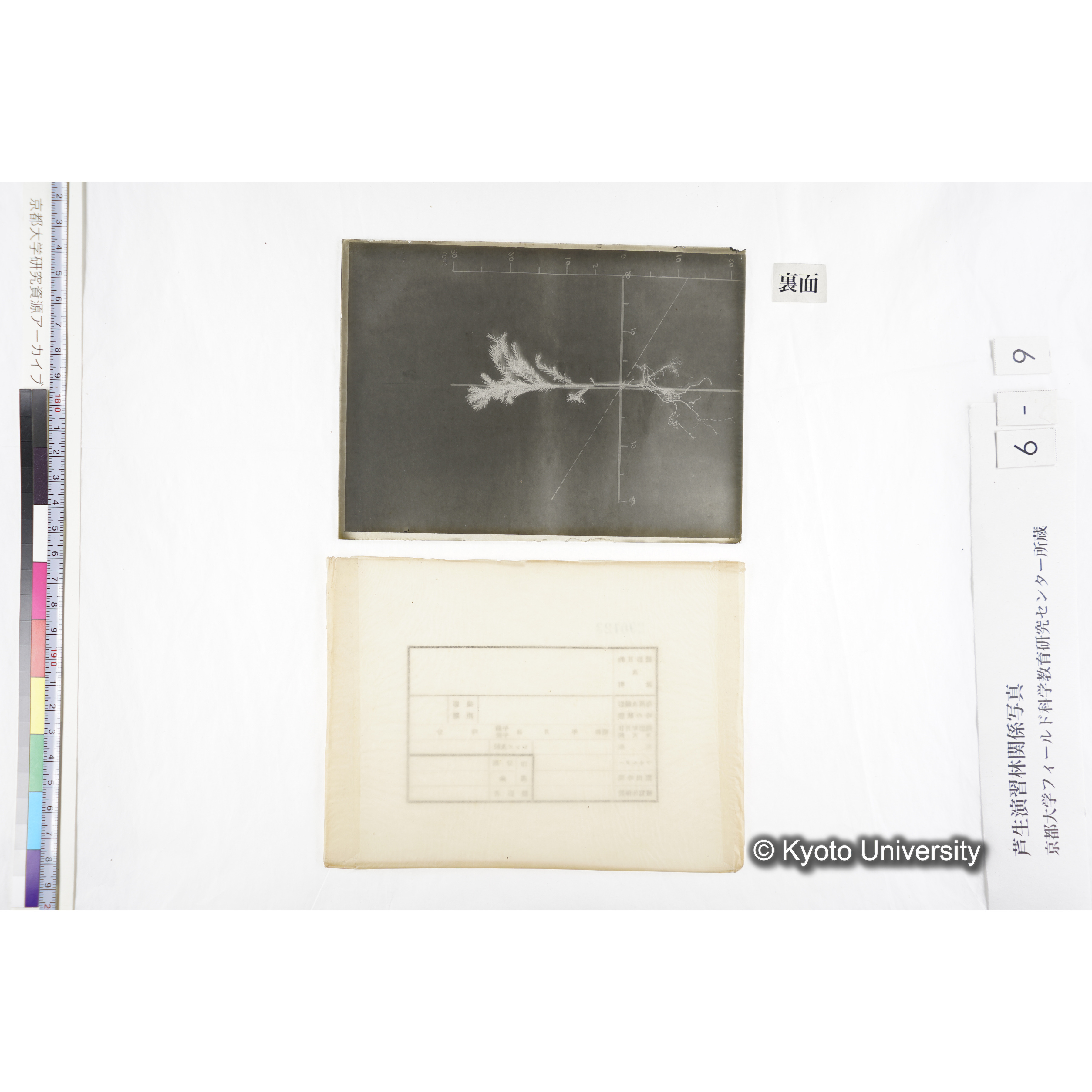 （ガラス乾板芦生柴田4-009）〔発芽と根〕 (2)