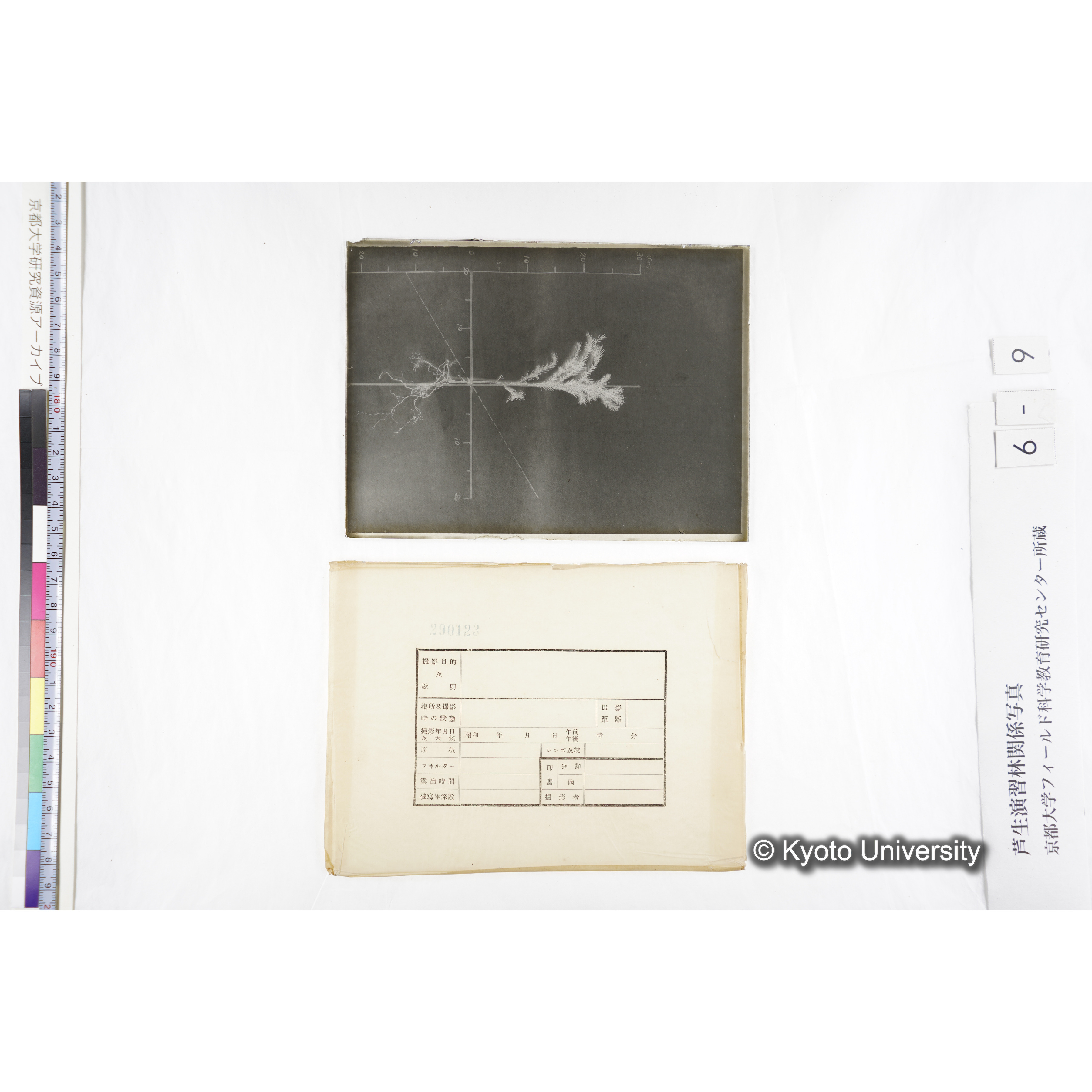 （ガラス乾板芦生柴田4-009）〔発芽と根〕 (3)